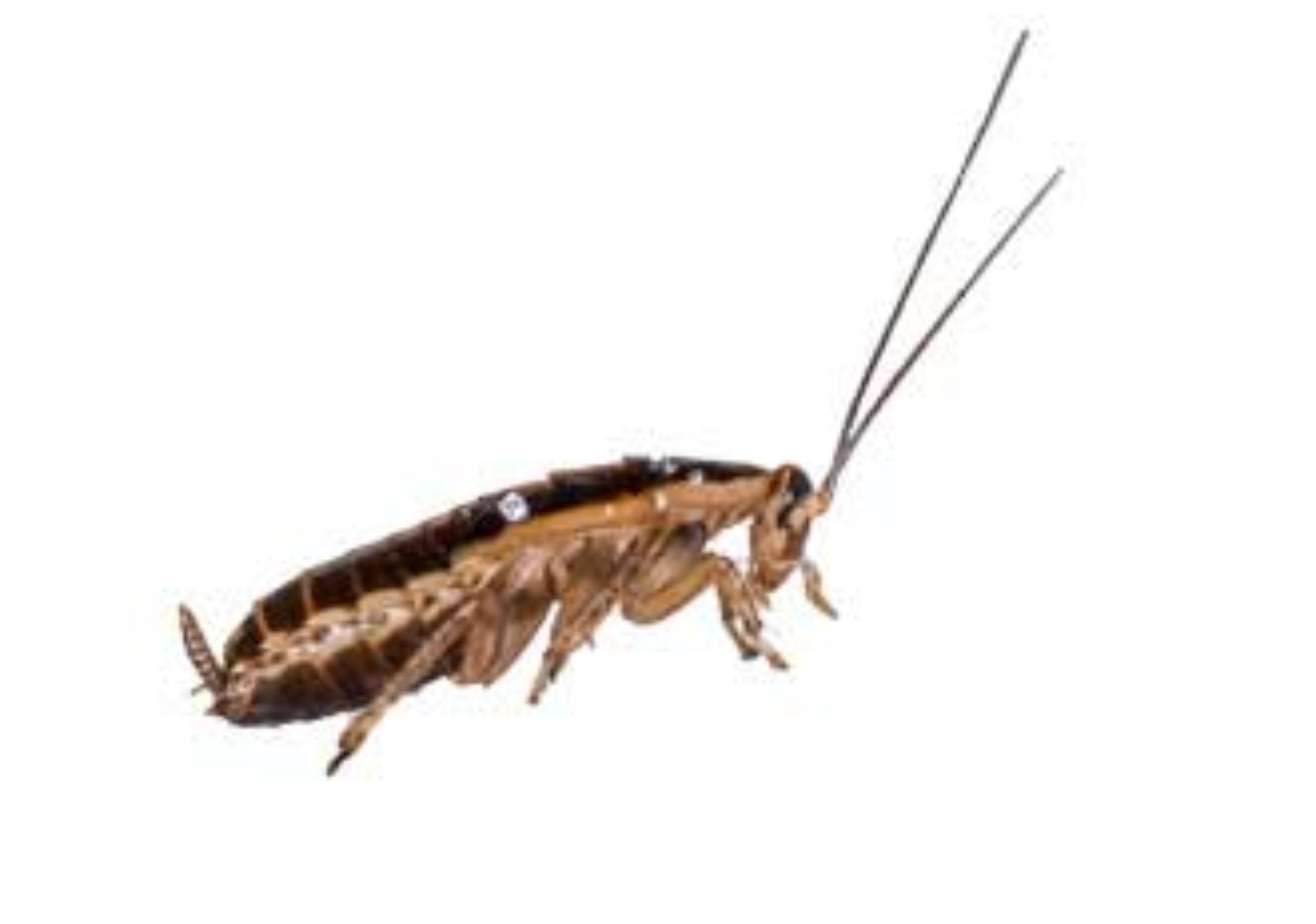 Έντομα που μοιάζουν με κατσαρίδες: Δείτε φωτογραφίες και πως να τα εξολοθρεύσετε