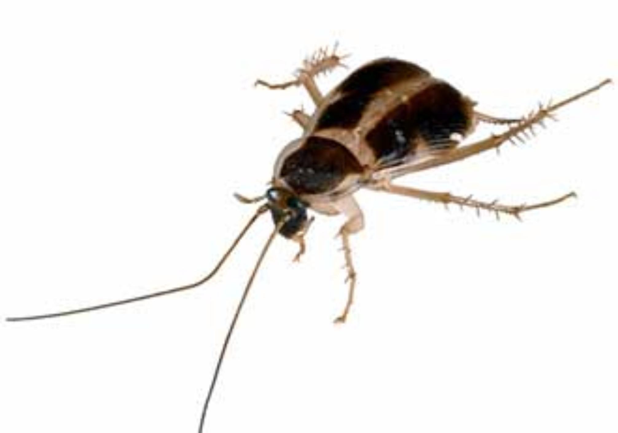 Έντομα που μοιάζουν με κατσαρίδες: Δείτε φωτογραφίες και πως να τα εξολοθρεύσετε