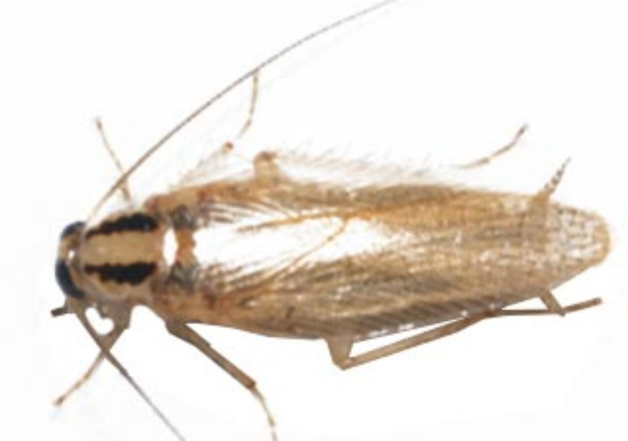 Έντομα που μοιάζουν με κατσαρίδες: Δείτε φωτογραφίες και πως να τα εξολοθρεύσετε