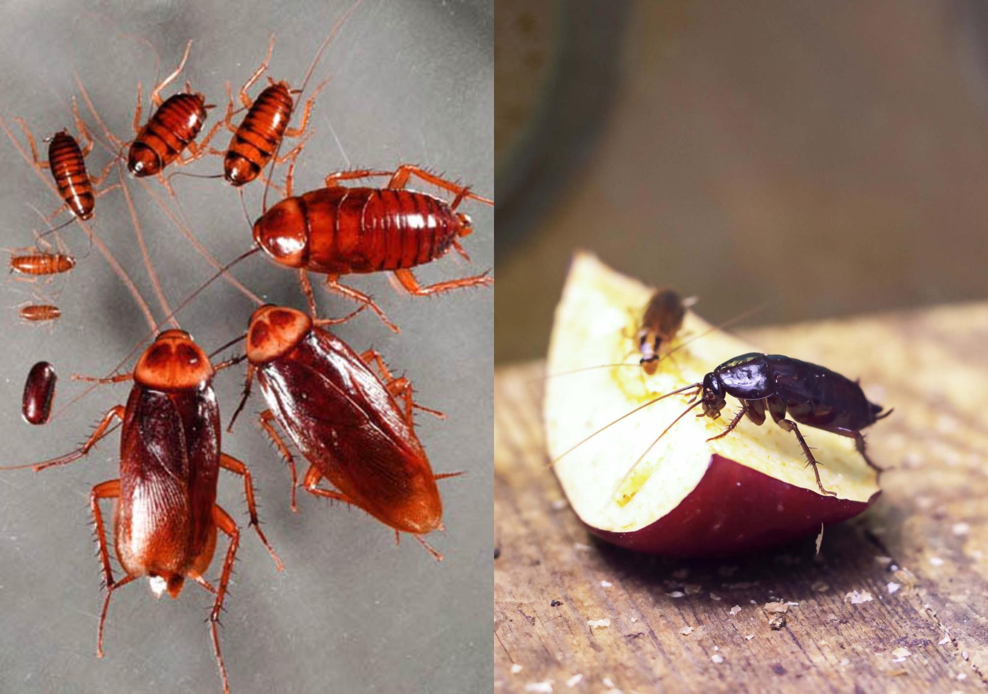 Έντομα που μοιάζουν με κατσαρίδες: Δείτε φωτογραφίες και πως να τα εξολοθρεύσετε