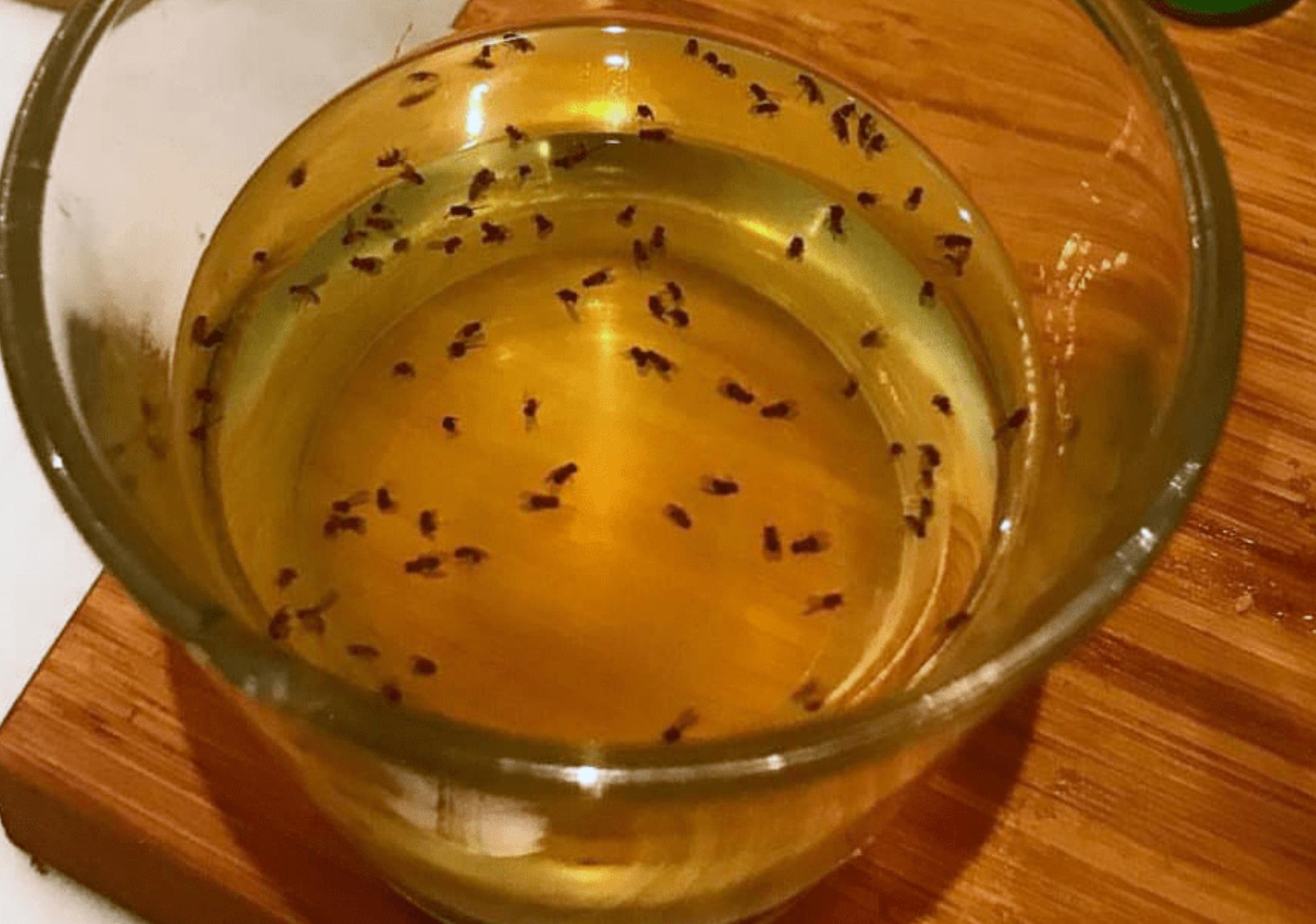 Ιπτάμενα μικρά καφέ έντομα που πετάνε μέσα στο σπίτι: Δείτε τι είναι και πως να απαλλαγείτε 
