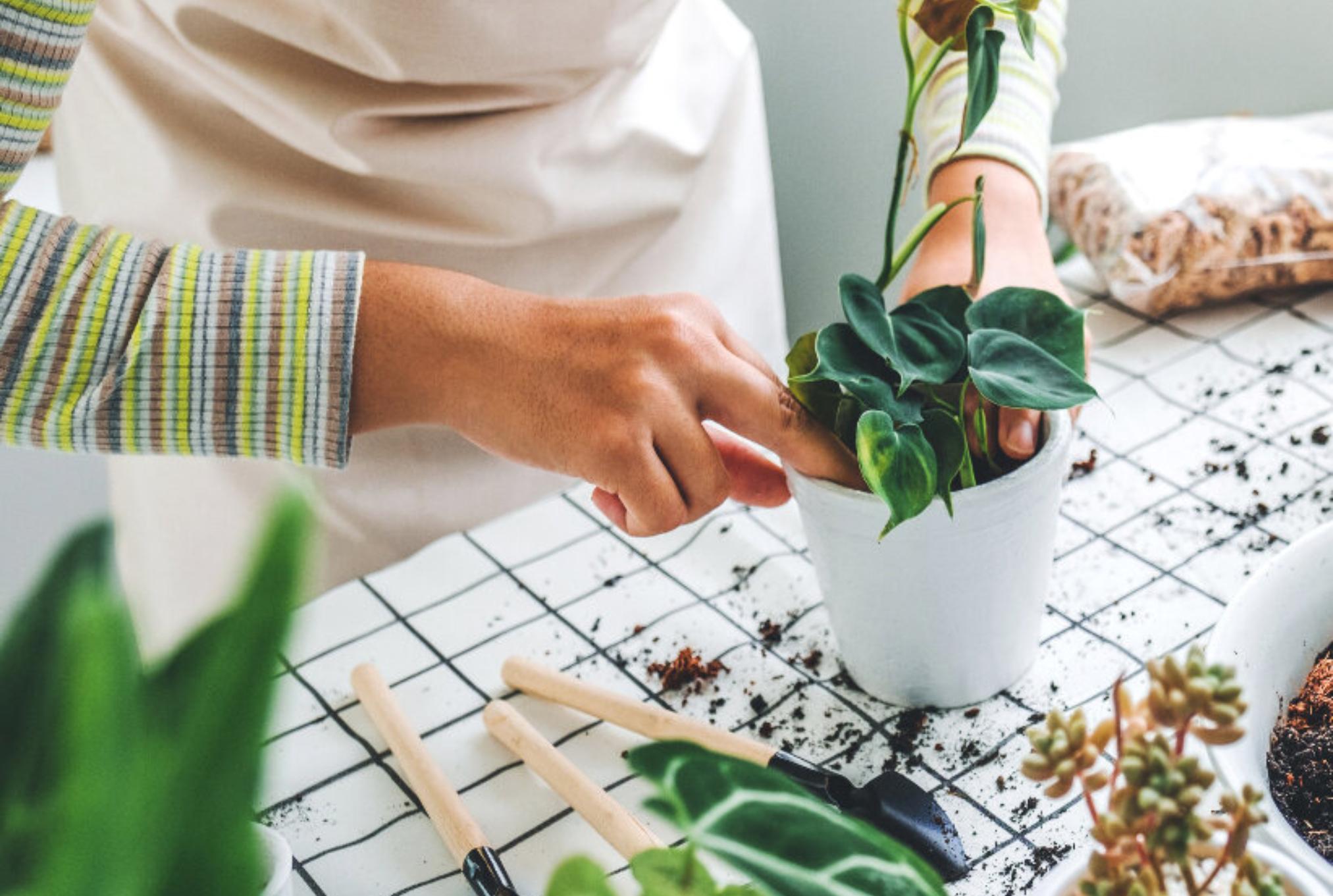 Μυρμήγκια στις ζαρντινιέρες και τις γλάστρες: Ξεφορτωθείτε τα οριστικά εύκολα και γρήγορα
