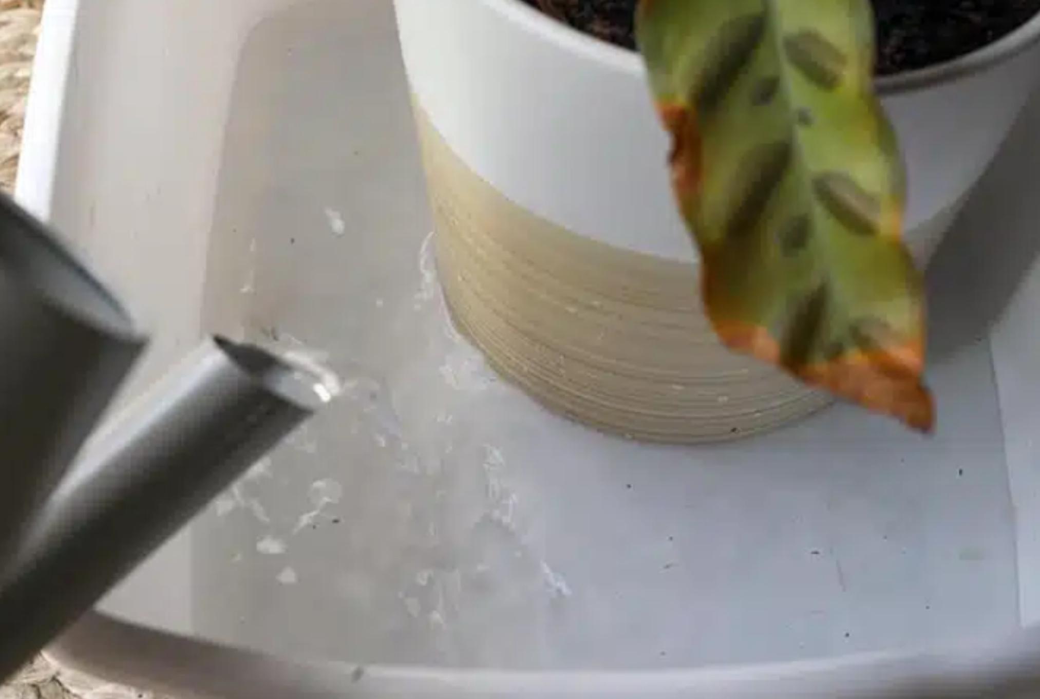 Μυρμήγκια στις ζαρντινιέρες και τις γλάστρες: Ξεφορτωθείτε τα οριστικά εύκολα και γρήγορα