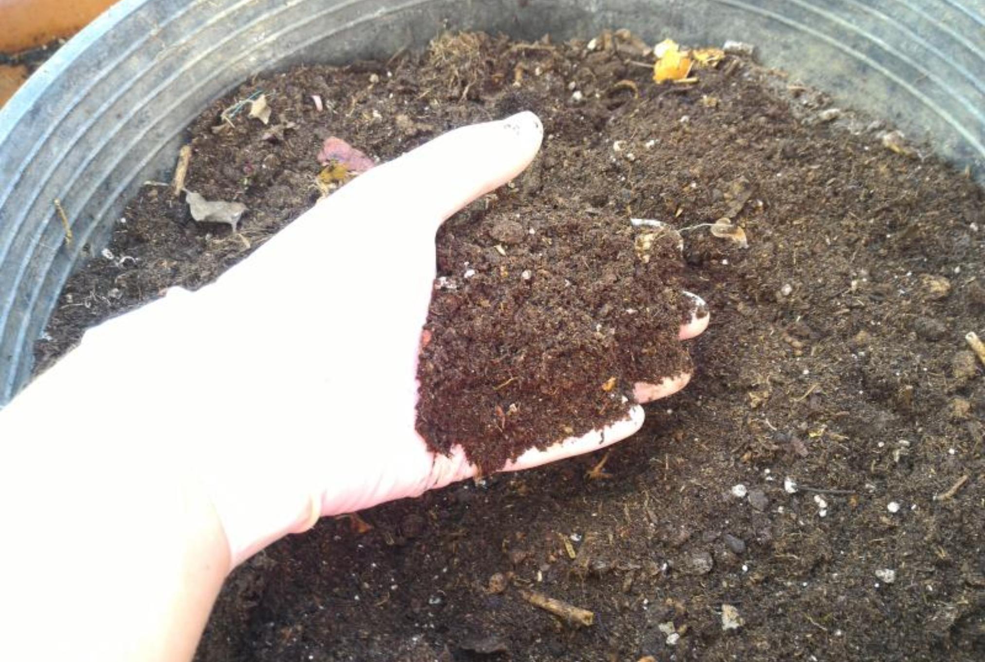 Μυρμήγκια στις ζαρντινιέρες και τις γλάστρες: Ξεφορτωθείτε τα οριστικά εύκολα και γρήγορα