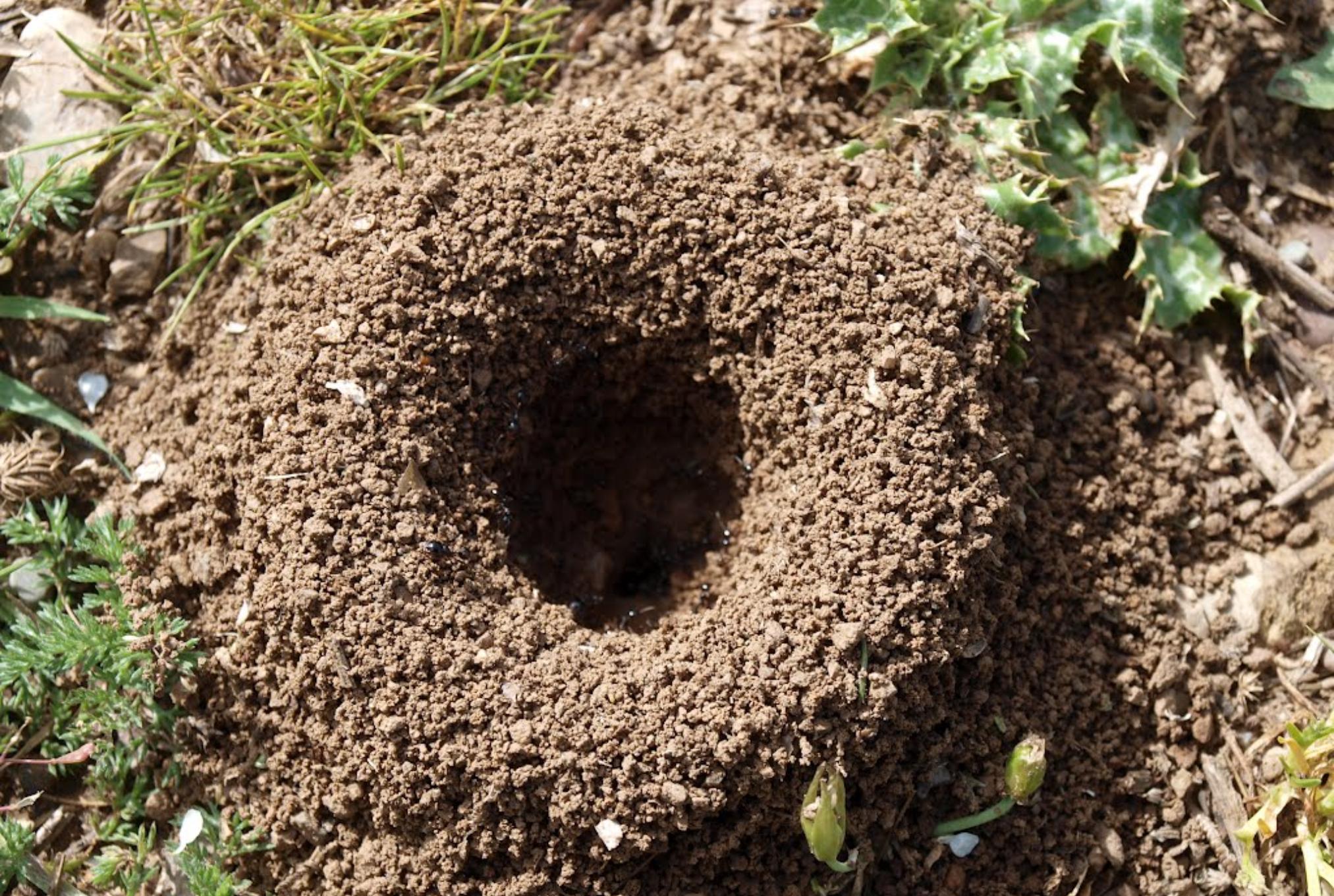 Μυρμήγκια στις ζαρντινιέρες και τις γλάστρες: Ξεφορτωθείτε τα οριστικά εύκολα και γρήγορα