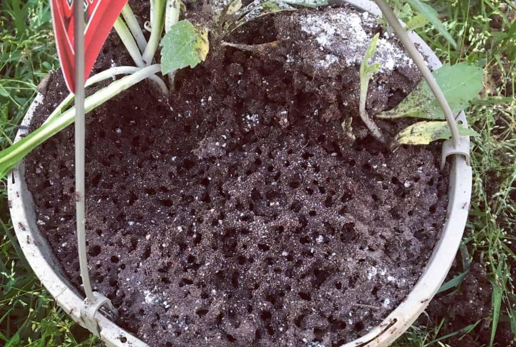 Μυρμήγκια στις ζαρντινιέρες και τις γλάστρες: Ξεφορτωθείτε τα οριστικά εύκολα και γρήγορα