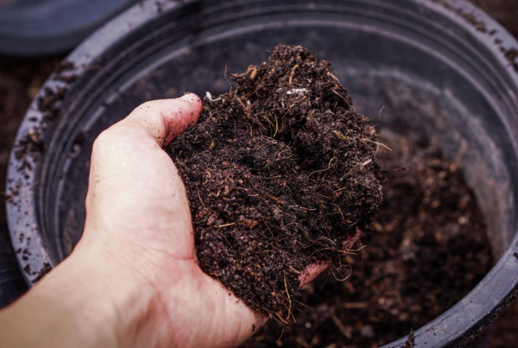 Μυρμήγκια στις ζαρντινιέρες και τις γλάστρες: Ξεφορτωθείτε τα οριστικά εύκολα και γρήγορα