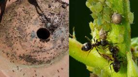 Μυρμήγκια στις ζαρντινιέρες και τις γλάστρες: Ξεφορτωθείτε τα οριστικά εύκολα και γρήγορα