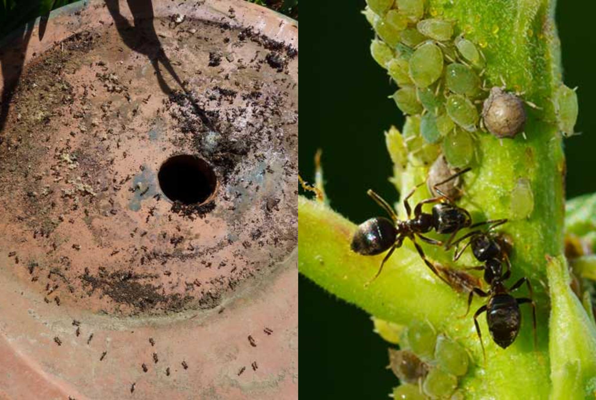 Μυρμήγκια στις ζαρντινιέρες και τις γλάστρες: Ξεφορτωθείτε τα οριστικά εύκολα και γρήγορα