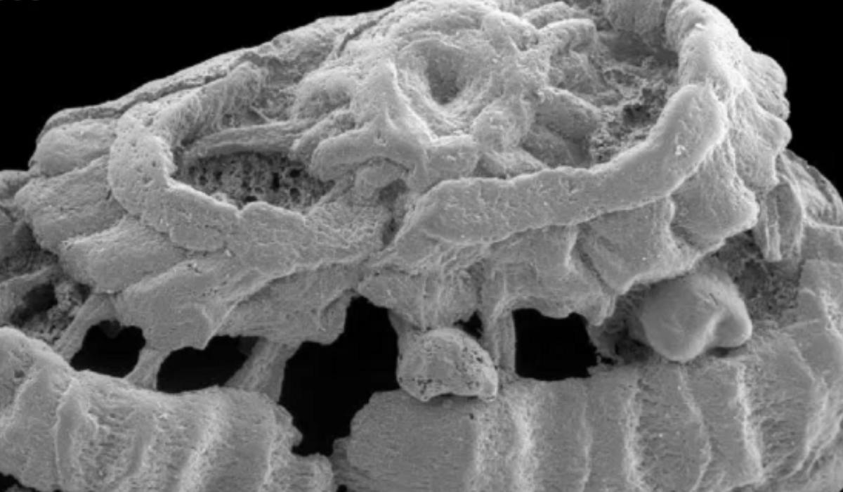 Ανακαλύφθηκε παράξενο πλάσμα ηλικίας 535 εκατομμυρίων ετών – Το σπάνιο εύρημα