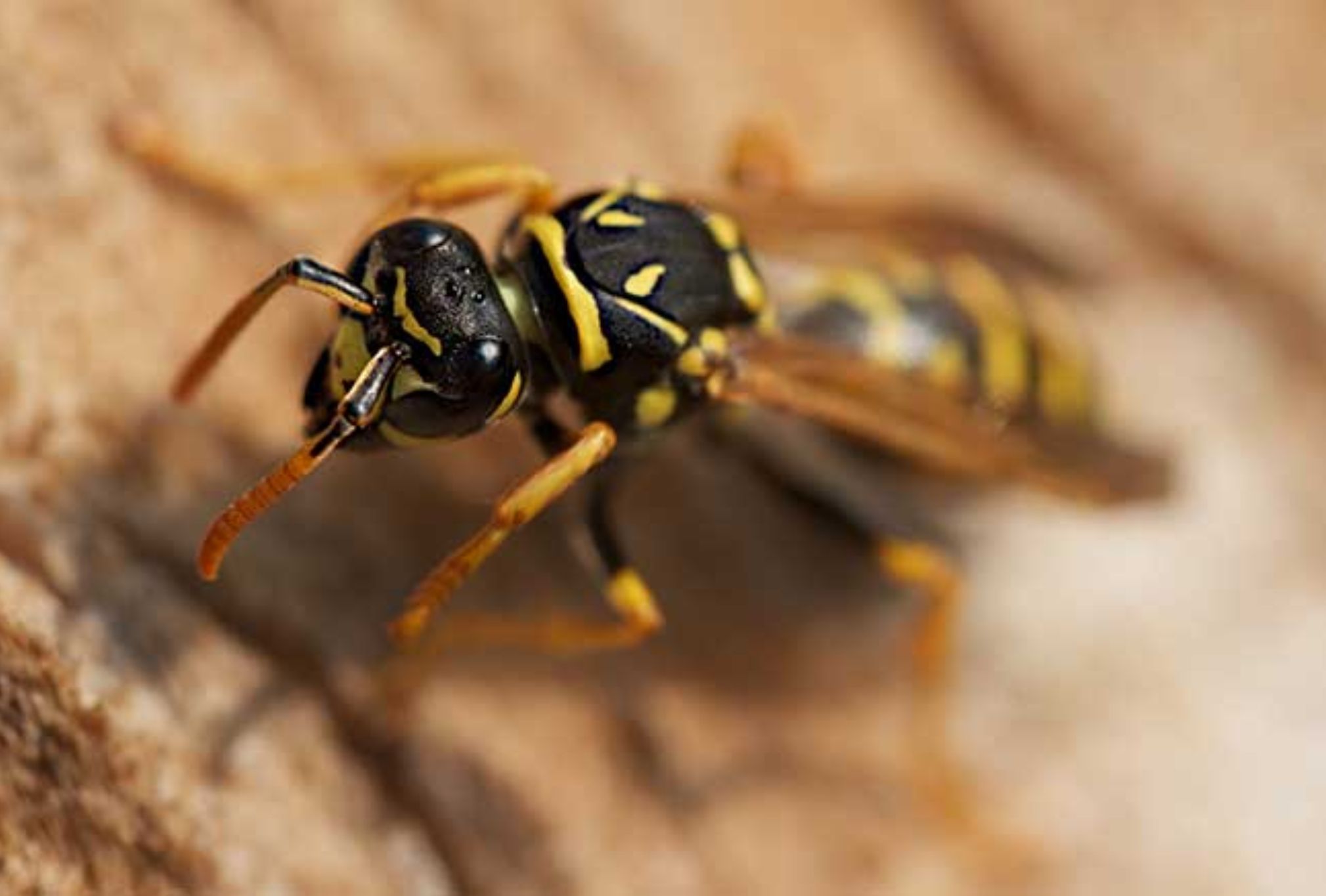 Σφήκες η φωλιά σφήκας στο σπίτι: Καταπολεμήστε οριστικά το επικύνδινο αυτό έντομο