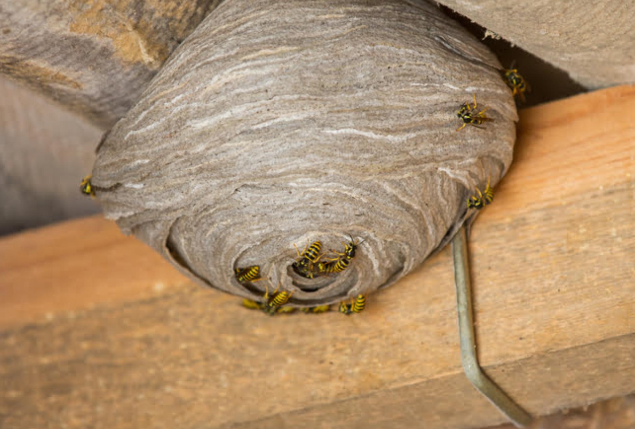 Σφήκες η φωλιά σφήκας στο σπίτι: Καταπολεμήστε οριστικά το επικίνδυνο αυτό έντομο