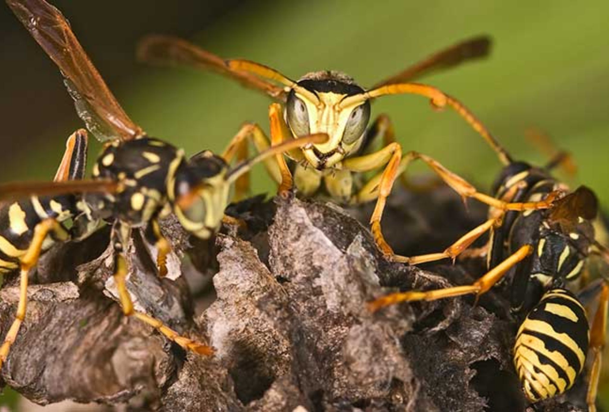 Σφήκες η φωλιά σφήκας στο σπίτι: Καταπολεμήστε οριστικά το επικύνδινο αυτό έντομο