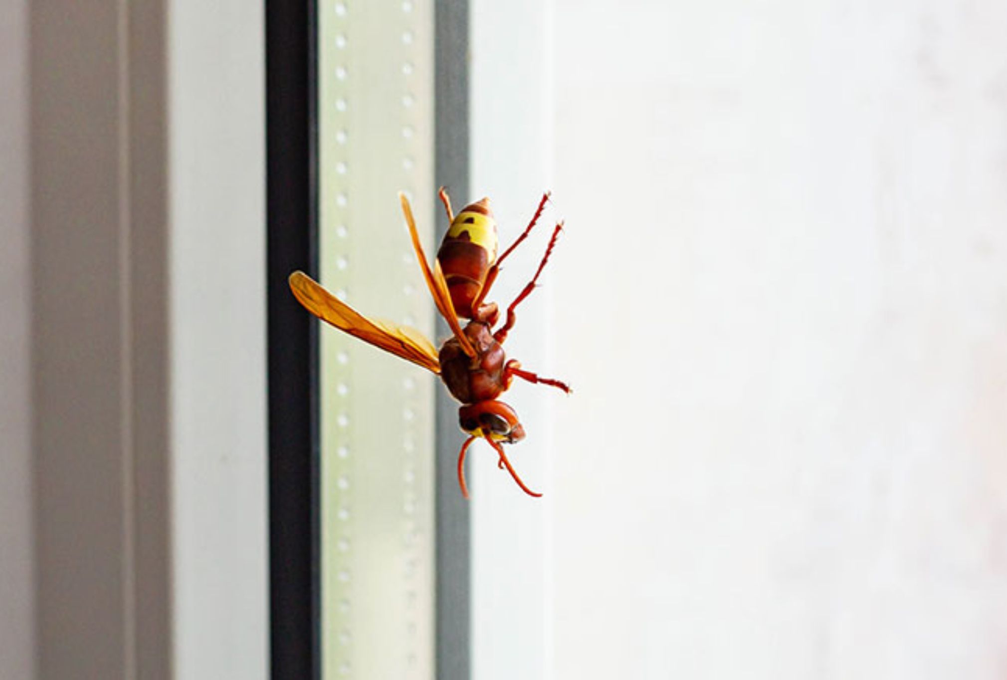 Σφήκες η φωλιά σφήκας στο σπίτι: Καταπολεμήστε οριστικά το επικύνδινο αυτό έντομο