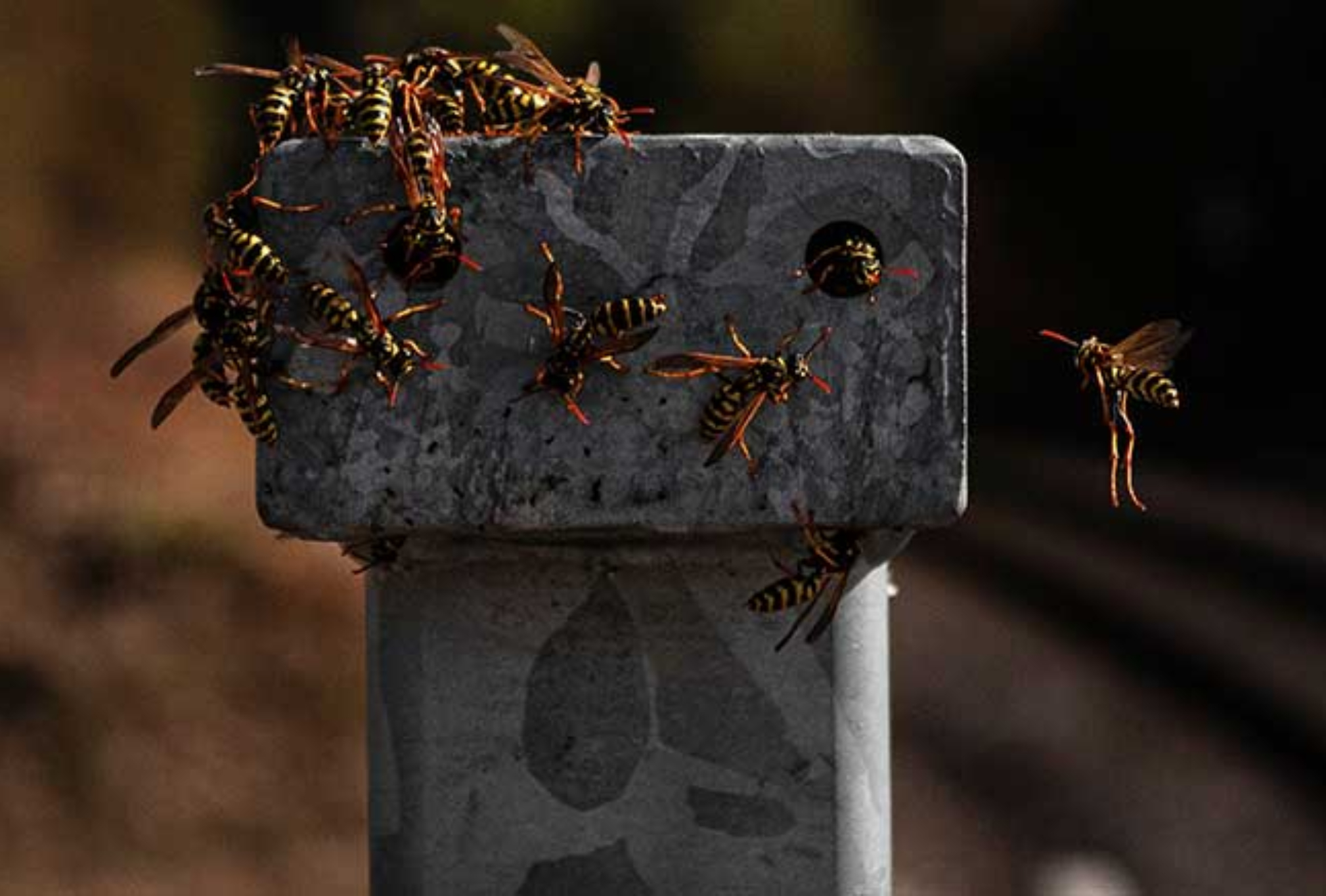 Σφήκες η φωλιά σφήκας στο σπίτι: Καταπολεμήστε οριστικά το επικύνδινο αυτό έντομο