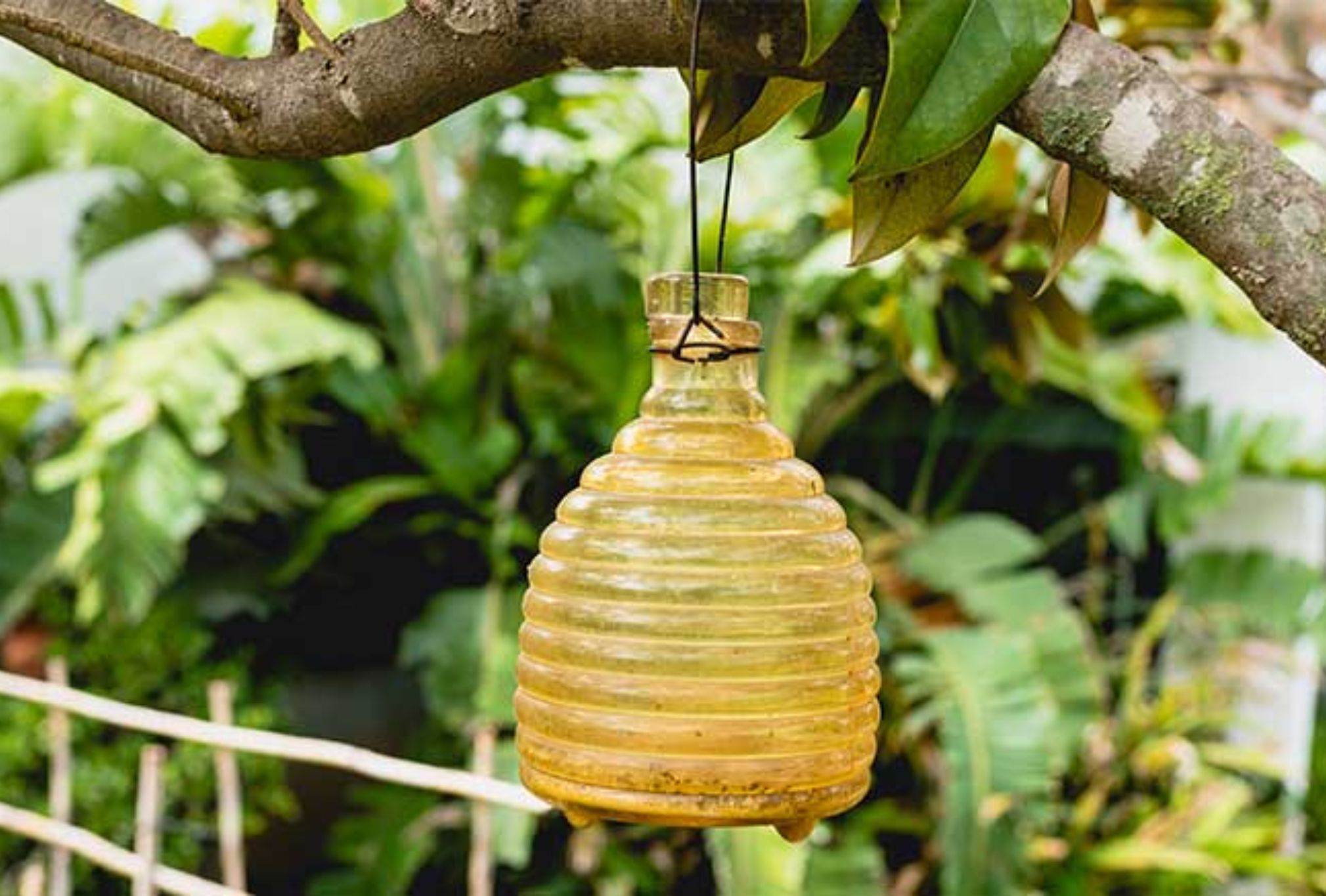 Σφήκες η φωλιά σφήκας στο σπίτι: Καταπολεμήστε οριστικά το επικύνδινο αυτό έντομο