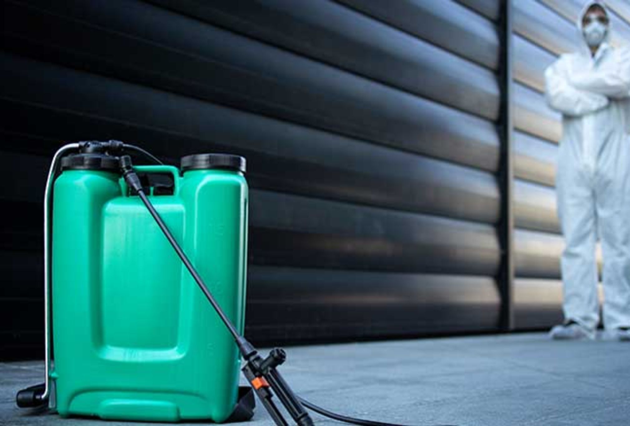 Σφήκες η φωλιά σφήκας στο σπίτι: Καταπολεμήστε οριστικά το επικύνδινο αυτό έντομο