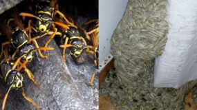 Σφήκες η φωλιά σφήκας στο σπίτι: Καταπολεμήστε οριστικά το επικύνδινο αυτό έντομο