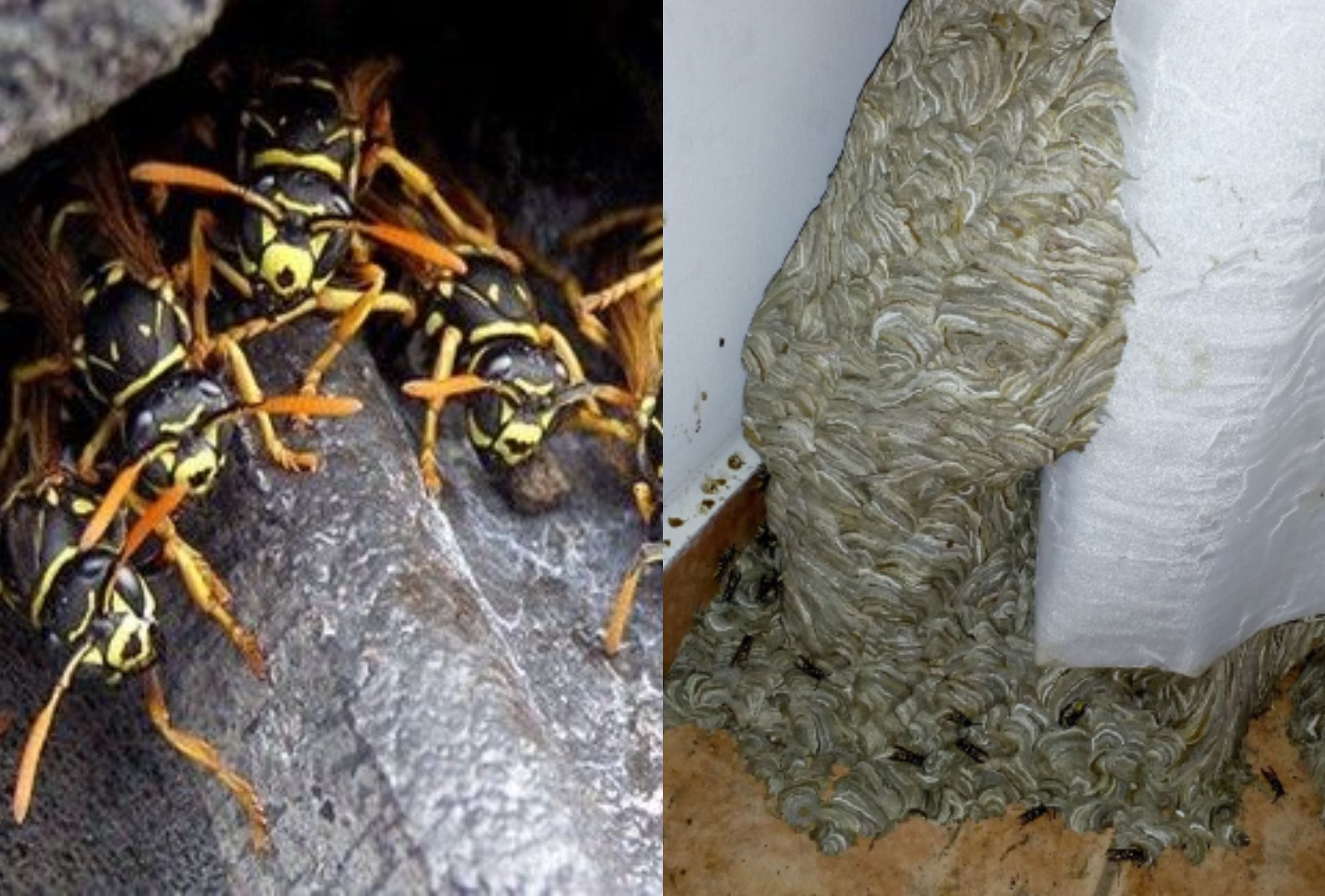 Σφήκες η φωλιά σφήκας στο σπίτι: Καταπολεμήστε οριστικά το επικύνδινο αυτό έντομο