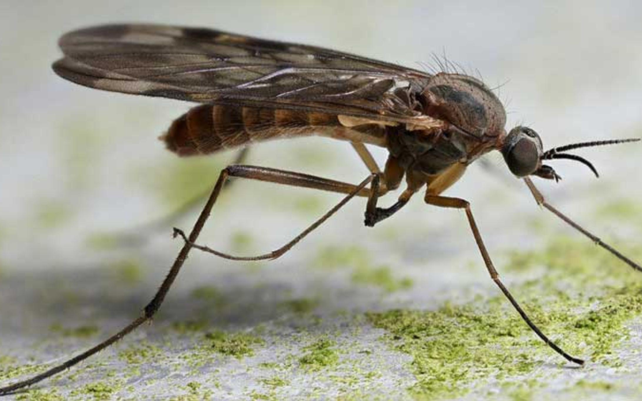 Σκνίπες στο σπίτι: Απαλλαγείτε οριστικά από αυτό το μικρό αλλά ύπουλο έντομο 