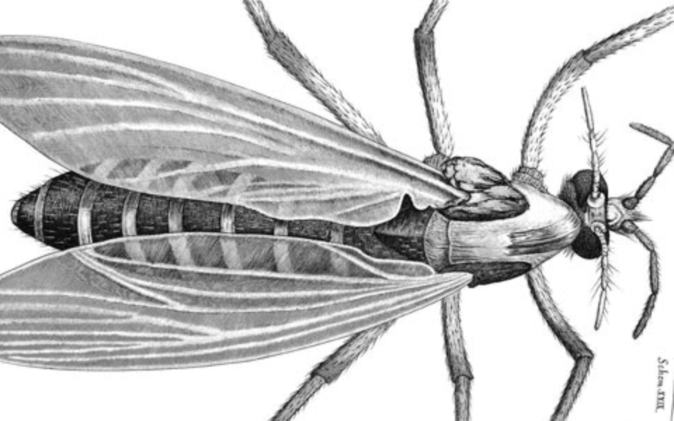 Σκνίπες στο σπίτι: Οι κίνδυνοι οι αρρώστιες που μεταφέρουν και πως να τις αντιμετωπίσετε
