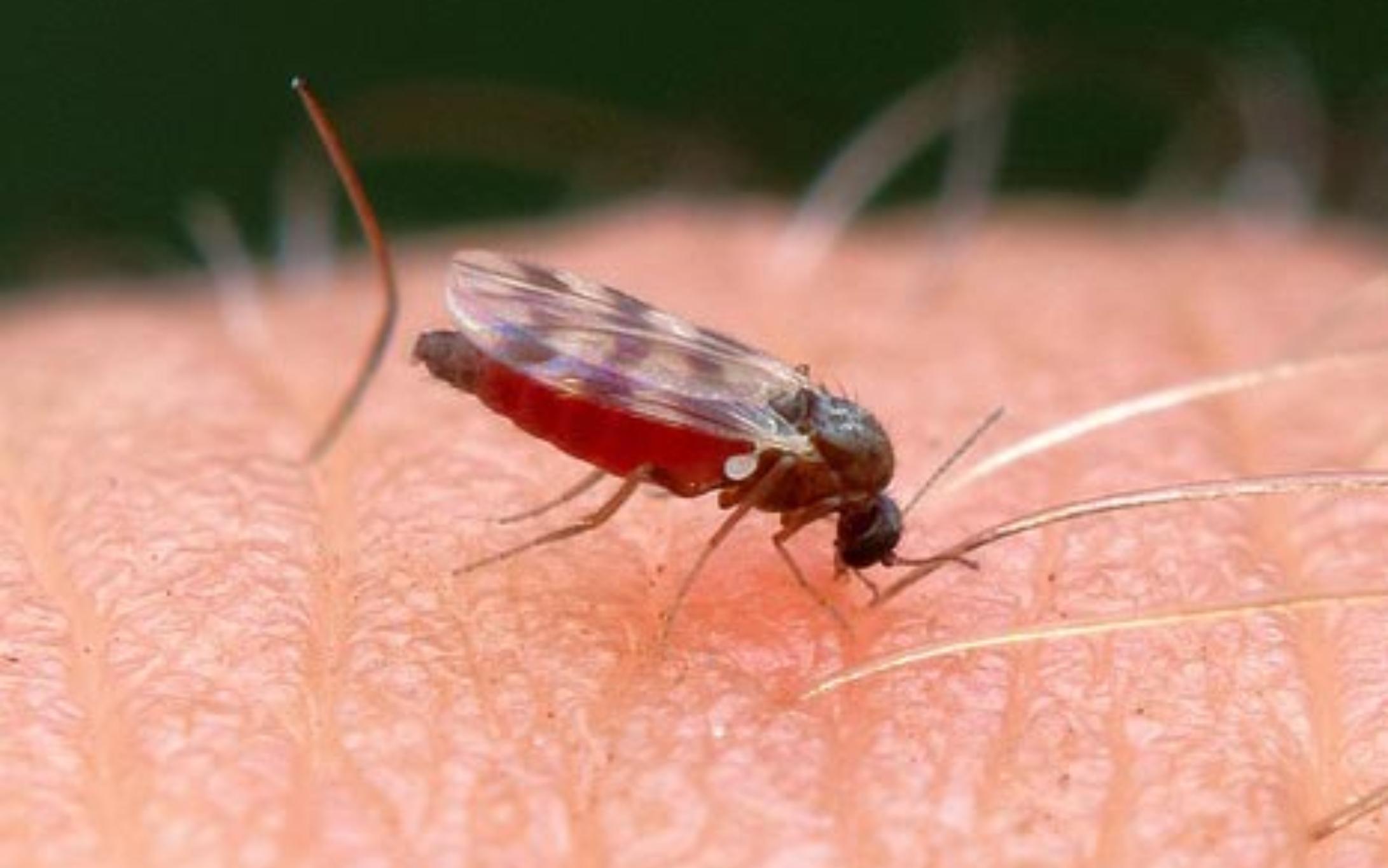 Σκνίπες στο σπίτι: Οι κίνδυνοι οι αρρώστιες που μεταφέρουν και πως να τις αντιμετωπίσετε