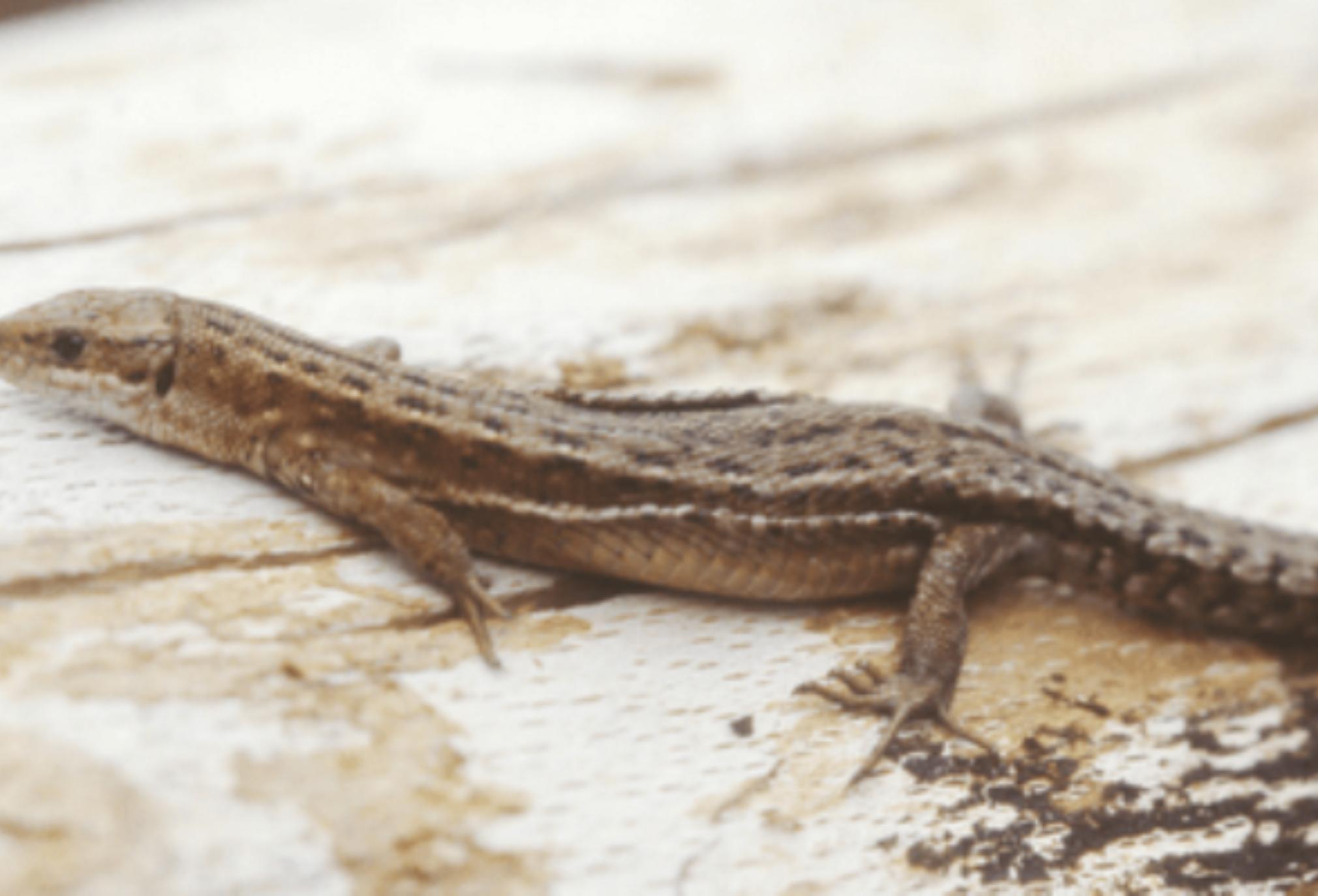 Σαύρες ή σαμιαμίδια στο μπαλκόνι ή χειρότερα μέσα στο σπίτι: Δείτε πως να απαλλαγείτε από τα πιο πολυπληθή ζώα στον πλανήτη