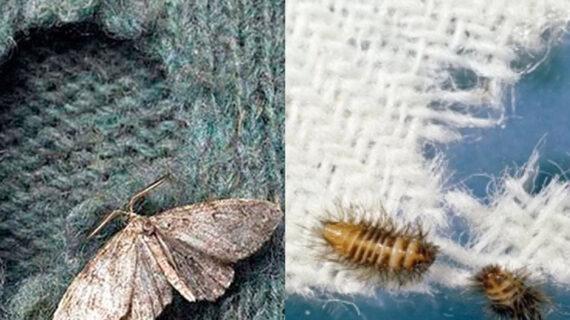 Τρύπες στα ρούχα και στα χαλιά: Το έντομο που μας τα χαλάει και πως να το διώξουμε μακριά