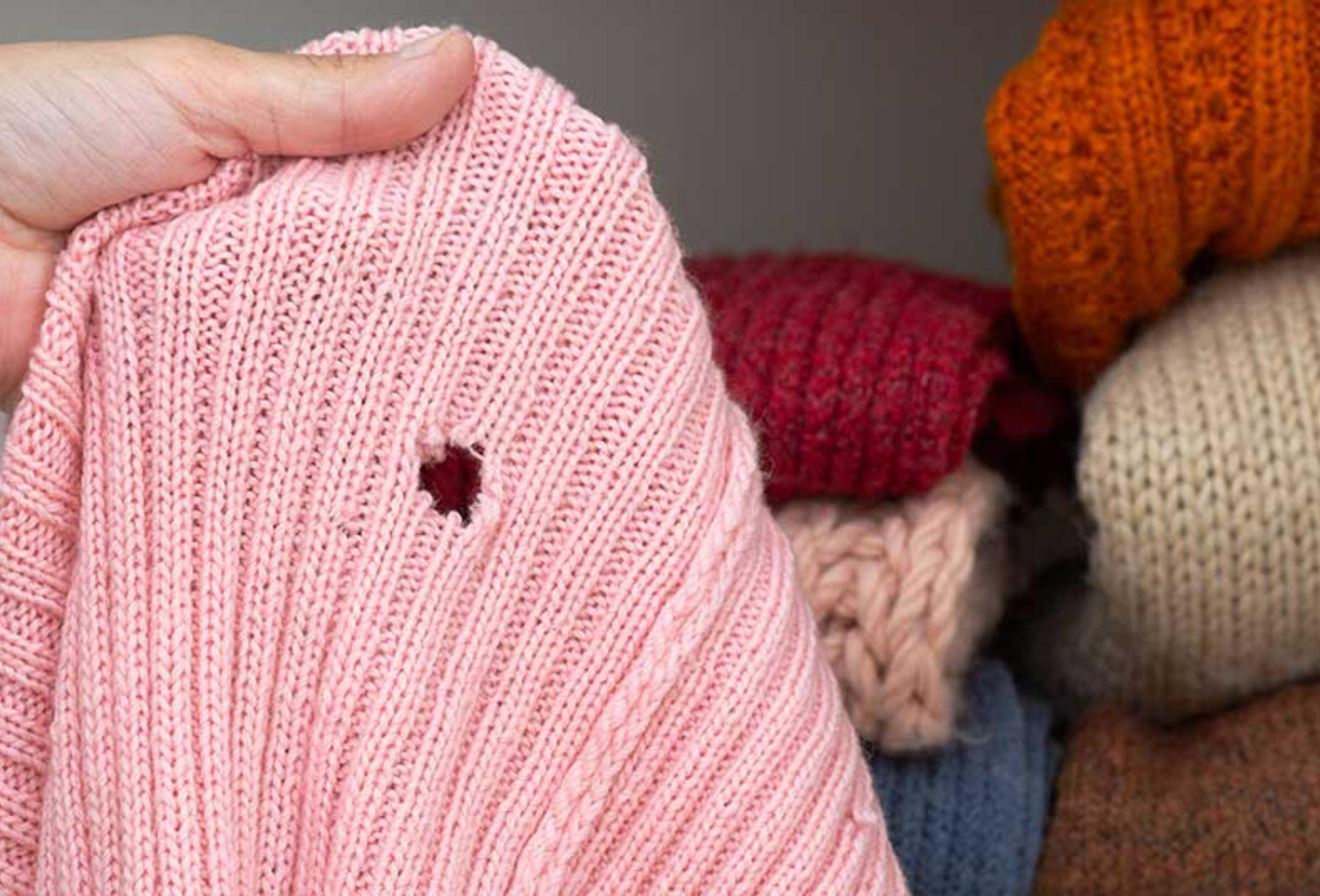 Τρύπες στα αγαπημένα μας ρούχα και χαλιά: Απαλλαγείτε από τον σκόρο ρούχων εύκολα και γρήγορα