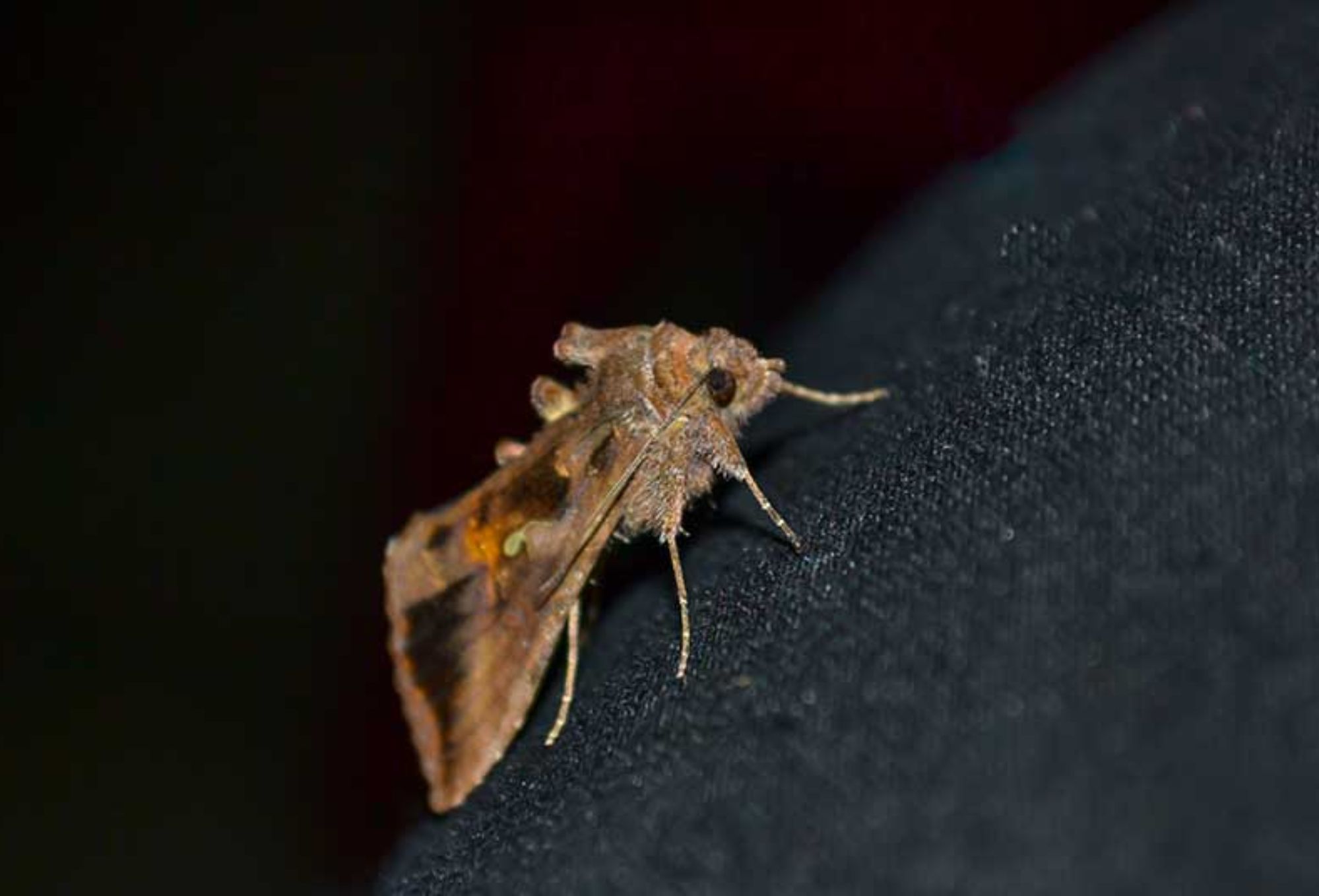 Τρύπες στα αγαπημένα μας ρούχα και χαλιά: Απαλλαγείτε από τον σκόρο ρούχων εύκολα και γρήγορα