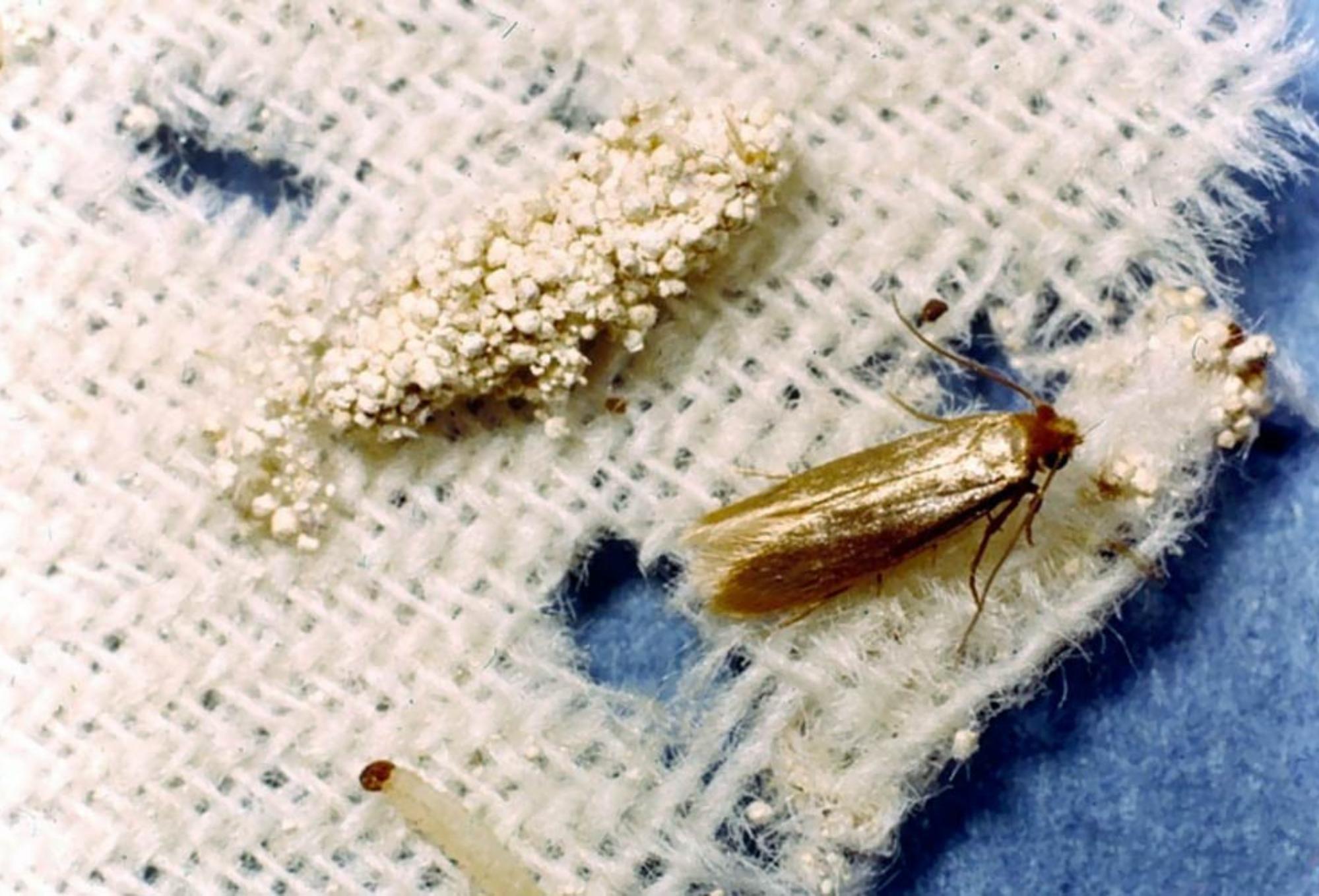 Τρύπες στα αγαπημένα μας ρούχα και χαλιά: Απαλλαγείτε από τον σκόρο ρούχων εύκολα και γρήγορα