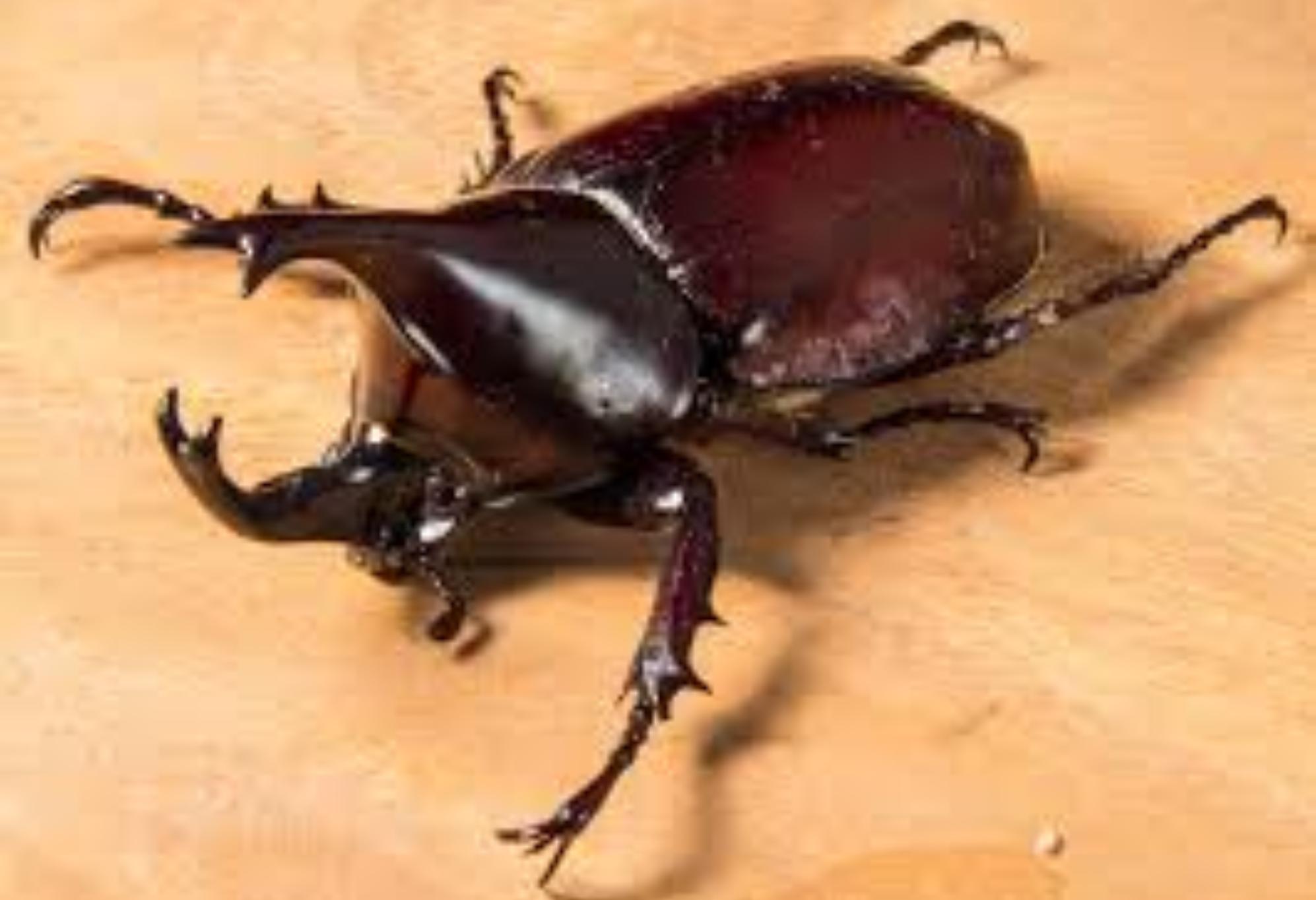 Φθινοπωρινά και Χειμωνιάτικα Ανατριχιαστικά Ζωύφια: Οι κίνδυνοι και πως να τα εξολοθρεύσετε