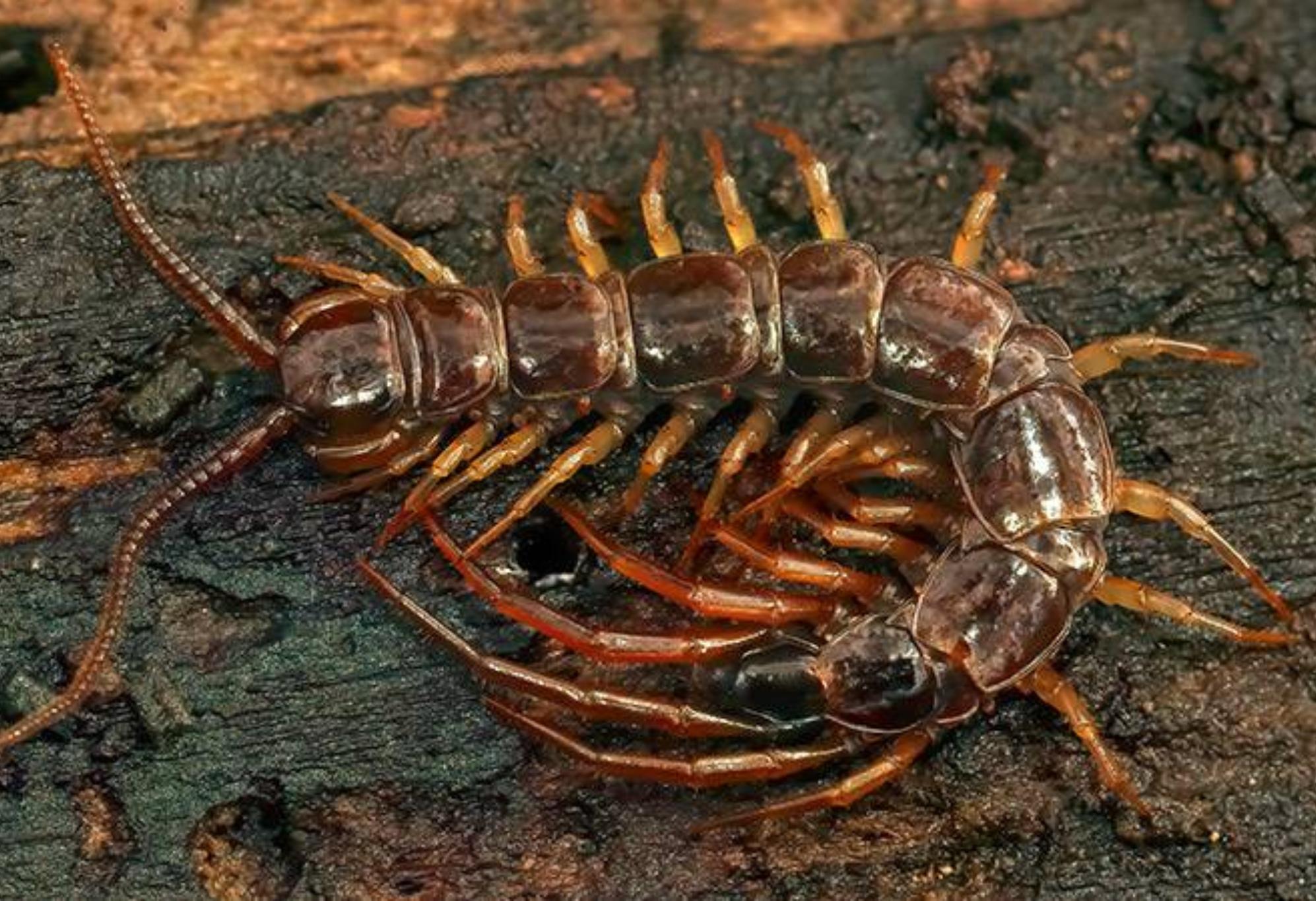 Φθινοπωρινά και Χειμωνιάτικα Ανατριχιαστικά Ζωύφια: Οι κίνδυνοι και πως να τα εξολοθρεύσετε