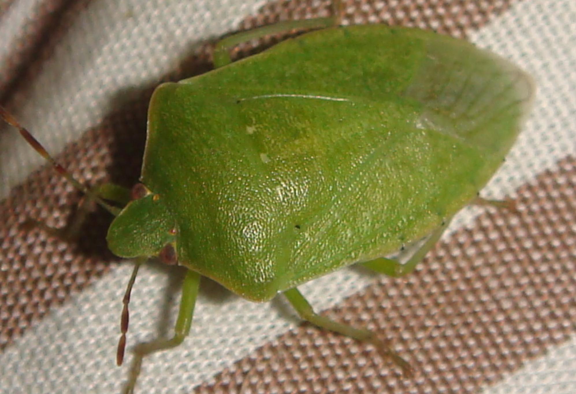 Φθινοπωρινά και Χειμωνιάτικα Ανατριχιαστικά Ζωύφια: Οι κίνδυνοι και πως να τα εξολοθρεύσετε