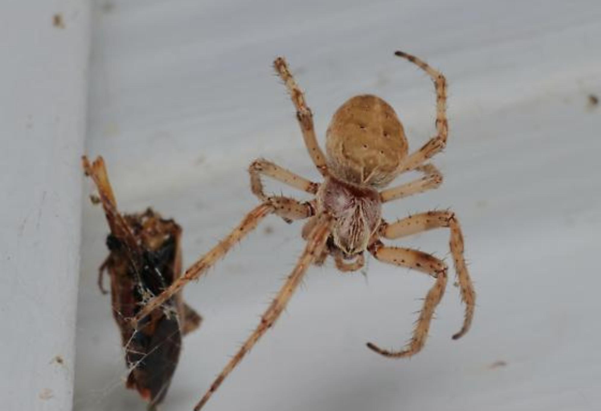 Φθινοπωρινά και Χειμωνιάτικα Ανατριχιαστικά Ζωύφια: Οι κίνδυνοι και πως να τα εξολοθρεύσετε