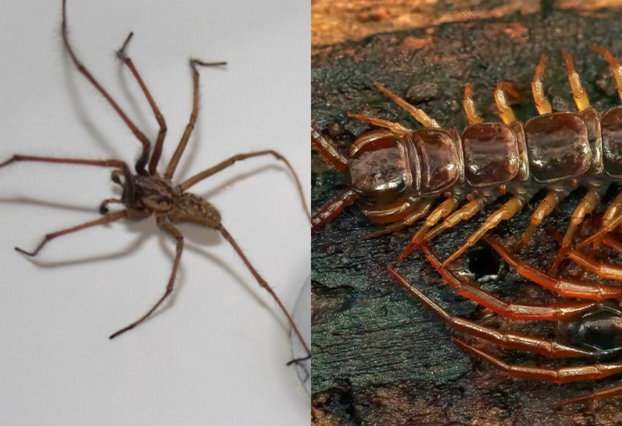 Φθινοπωρινά και Χειμωνιάτικα Ανατριχιαστικά Ζωύφια: Οι κίνδυνοι και πως να τα εξολοθρεύσετε