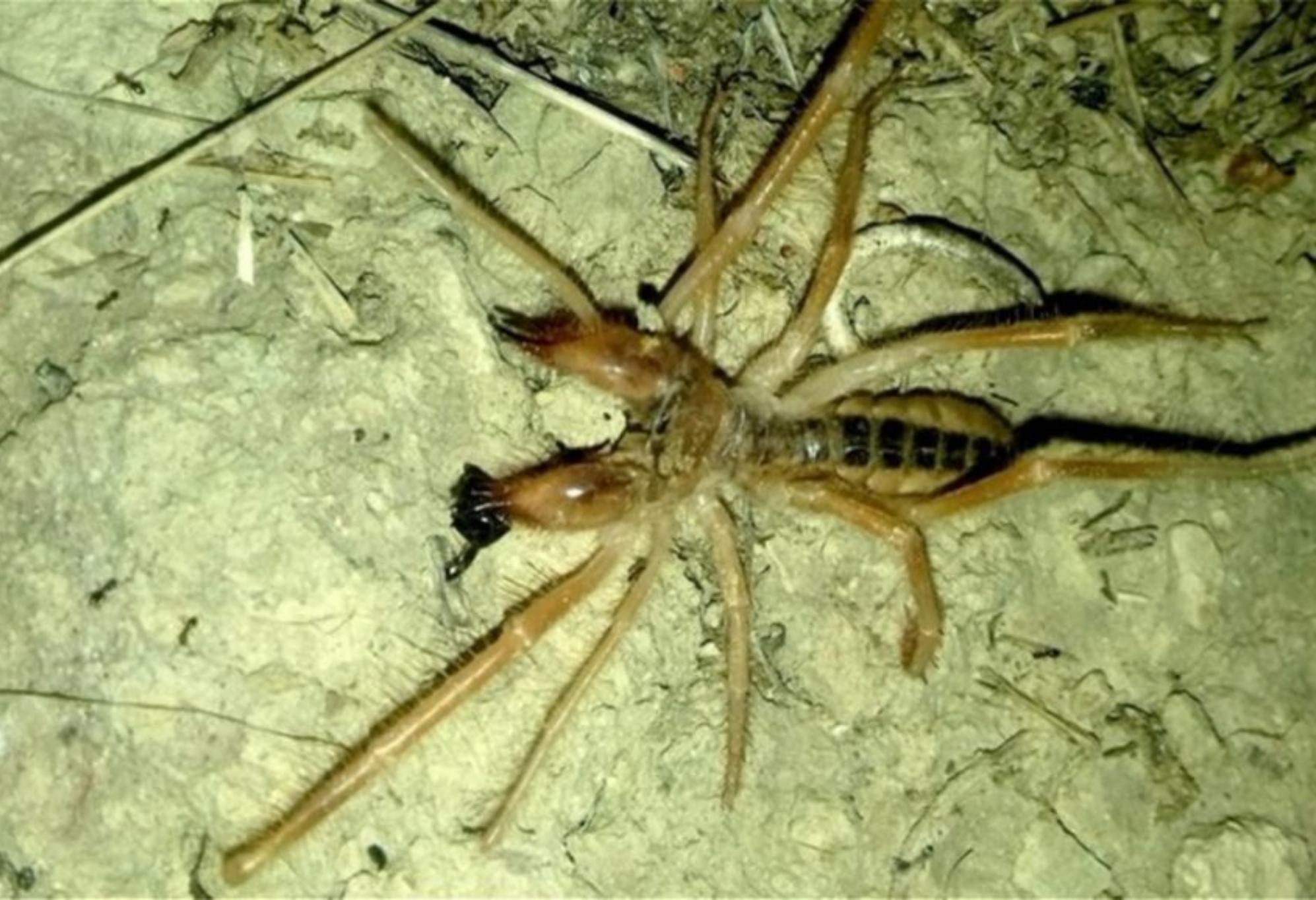 Φθινοπωρινά και Χειμωνιάτικα Ανατριχιαστικά Ζωύφια: Οι κίνδυνοι και πως να τα εξολοθρεύσετε