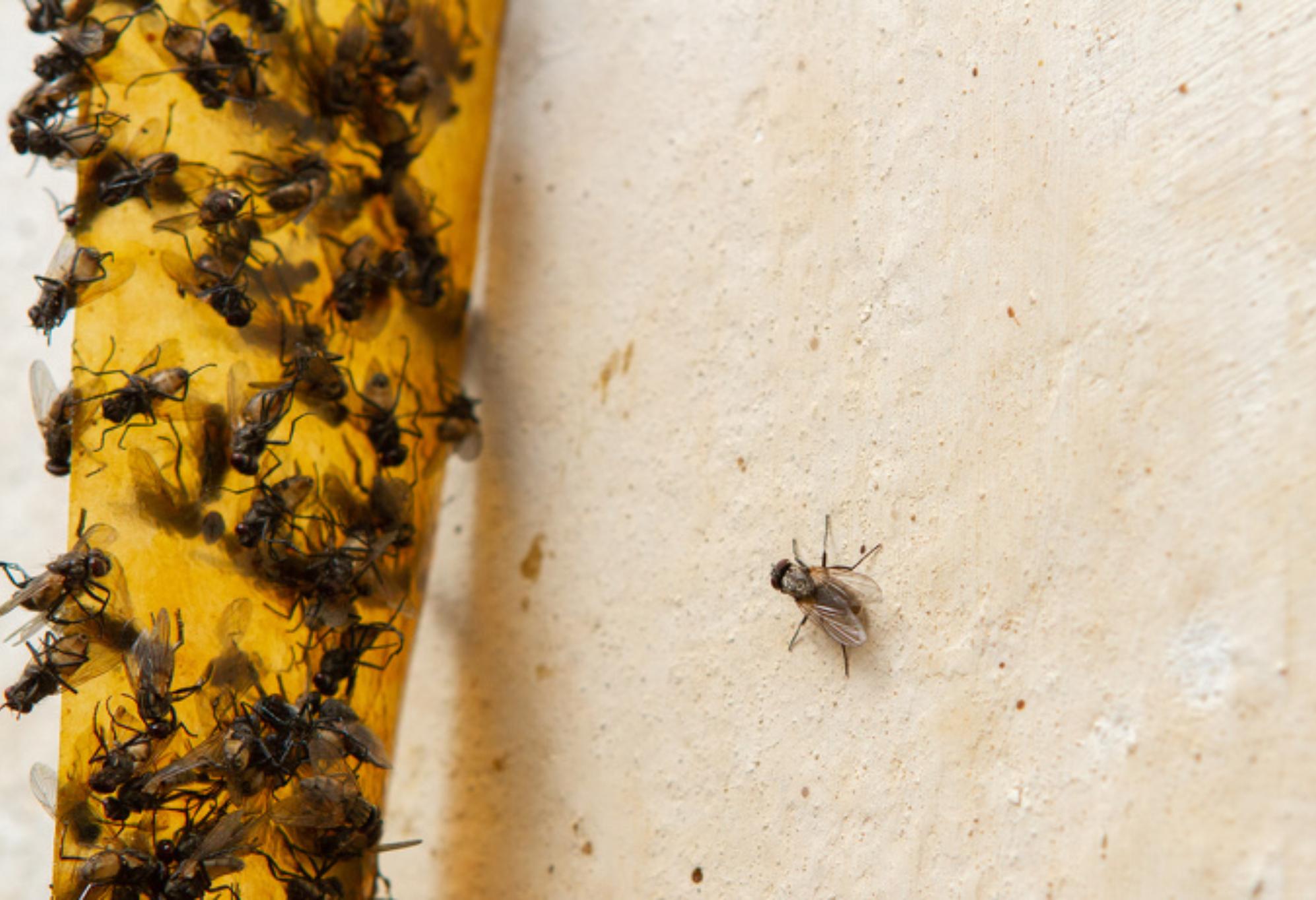  Παράσιτα στο σπίτι: 10 είδη που εισβάλλουν στο σπίτι μας  και πως θα απαλλαγούμε οριστικά