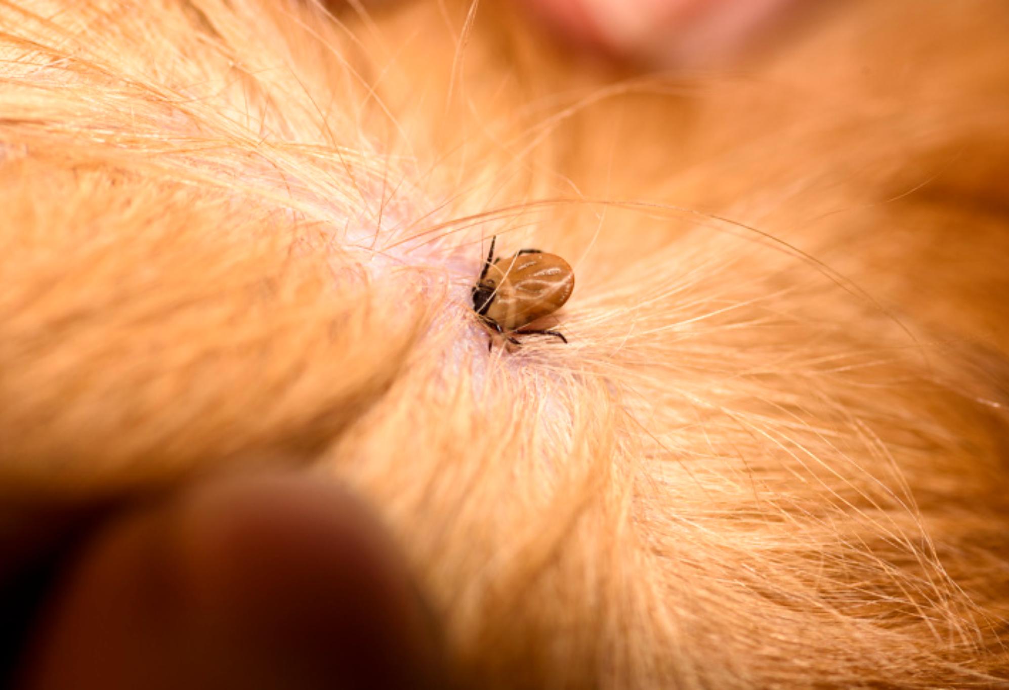  Παράσιτα στο σπίτι: 10 είδη που εισβάλλουν στο σπίτι μας  και πως θα απαλλαγούμε οριστικά