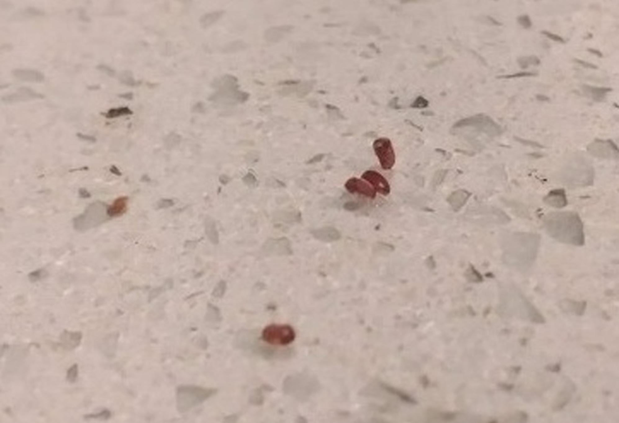  Παράσιτα στο σπίτι: 10 είδη που εισβάλλουν στο σπίτι μας  και πως θα απαλλαγούμε οριστικά