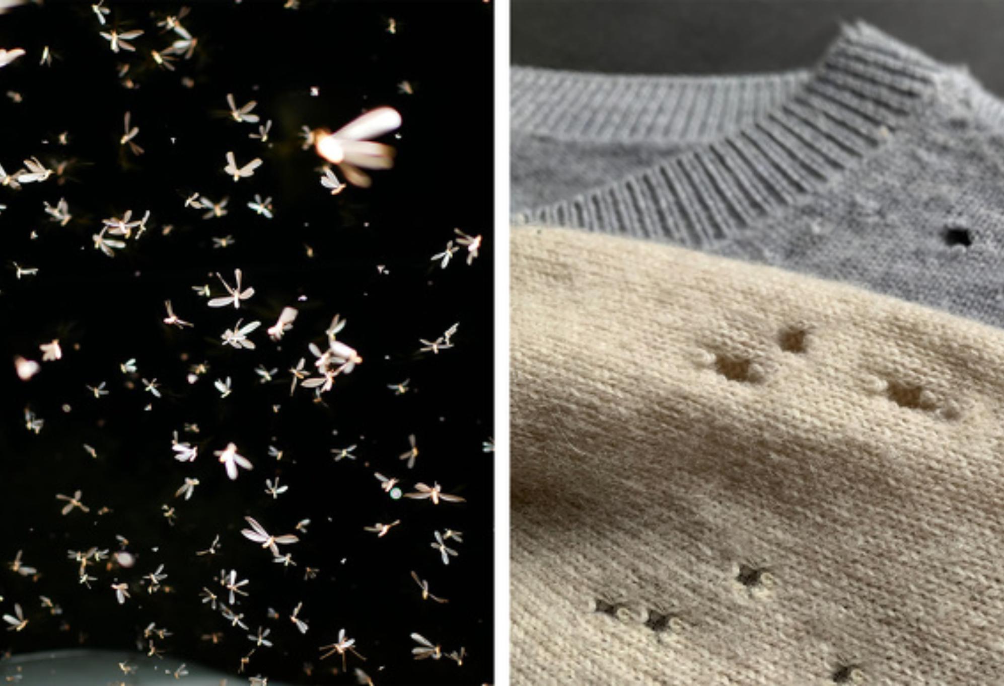  Παράσιτα στο σπίτι: 10 είδη που εισβάλλουν στο σπίτι μας  και πως θα απαλλαγούμε οριστικά