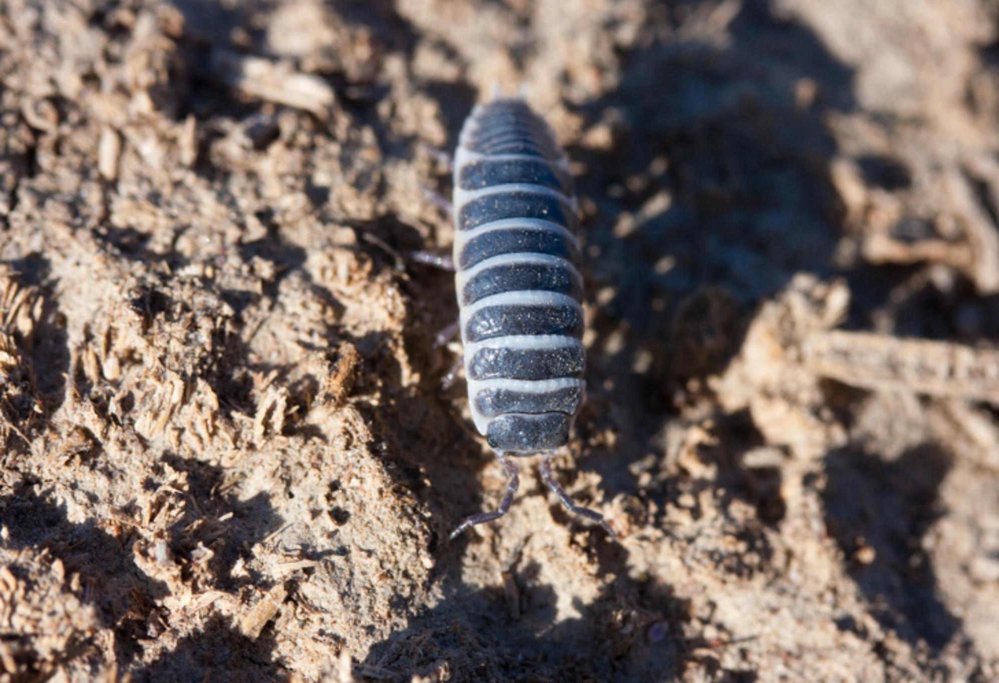  Παράσιτα στο σπίτι: 10 είδη που εισβάλλουν στο σπίτι μας  και πως θα απαλλαγούμε οριστικά