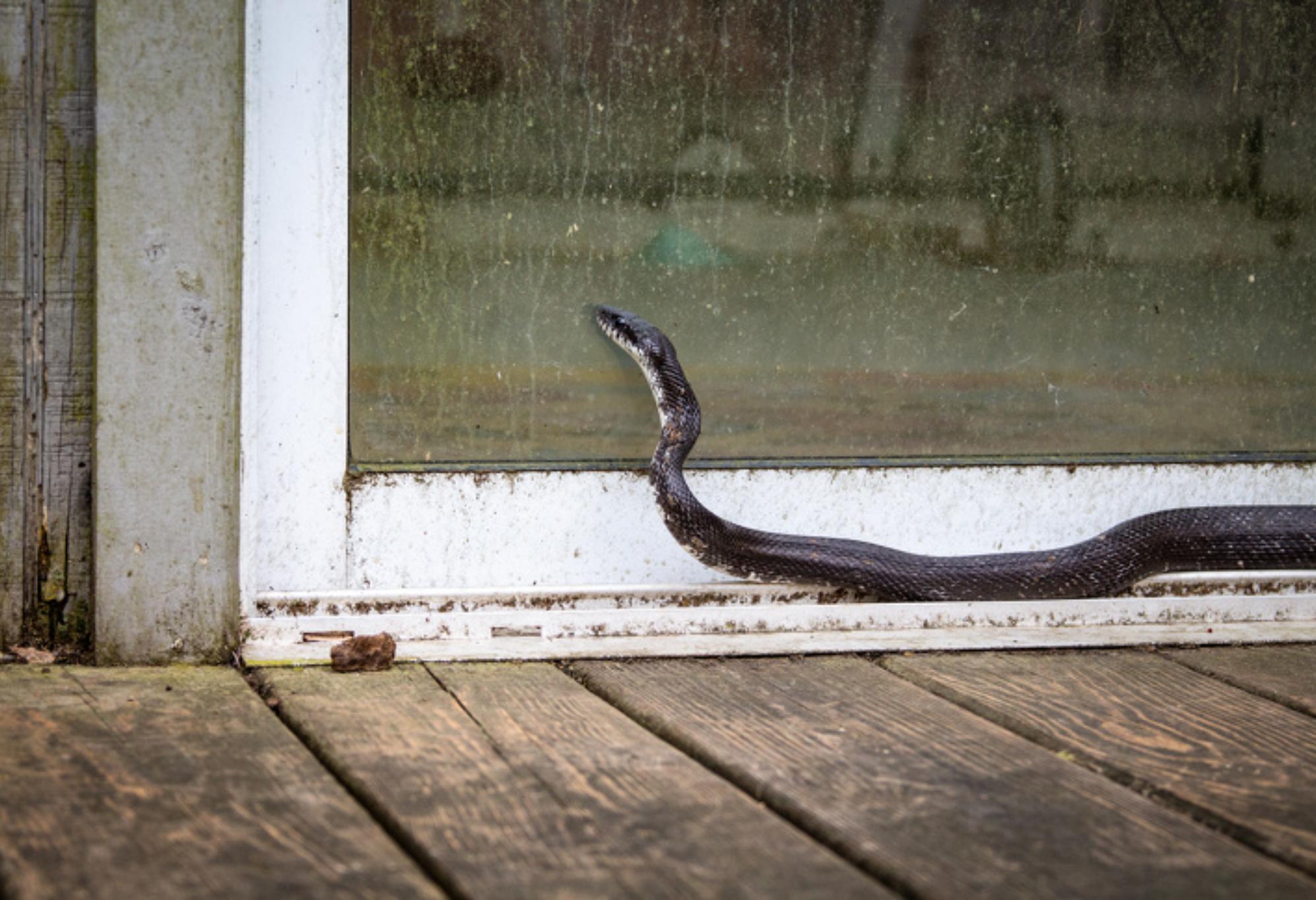  Παράσιτα στο σπίτι: 10 είδη που εισβάλλουν στο σπίτι μας  και πως θα απαλλαγούμε οριστικά