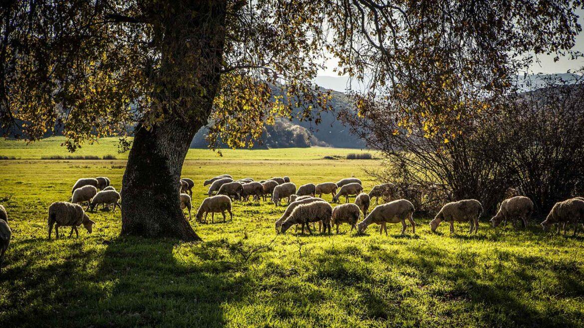 ο-άντρας-μου-θέλει-να-μετακομίσουμε-στο-χωριό-και-ο-γιος-μου-αντιδράει-