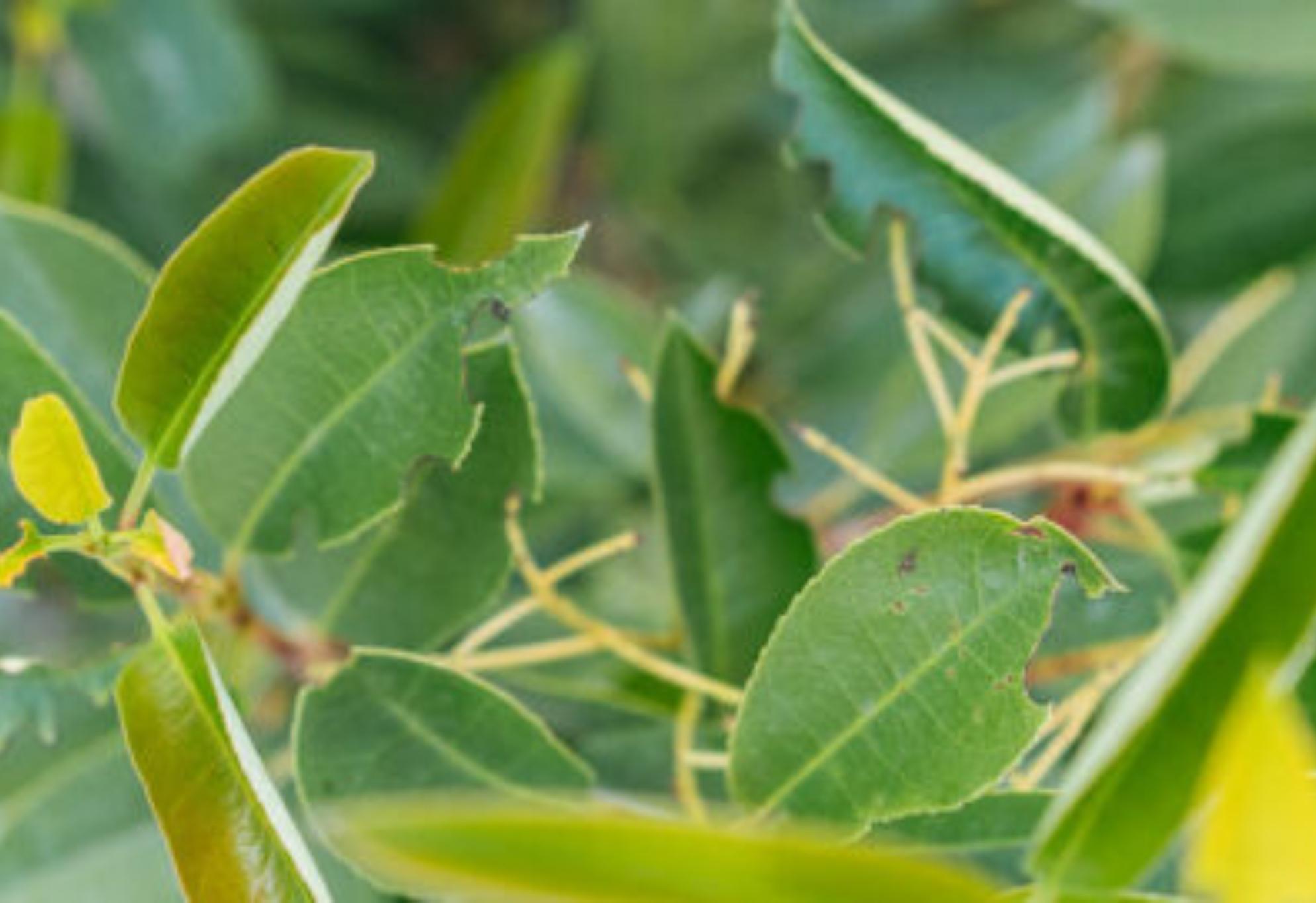 Ακρίδες στον κήπο και γύρω από το σπίτι: Οι κίνδυνοι από το τσίμπημα και πως να τις διώξετε μια και καλή