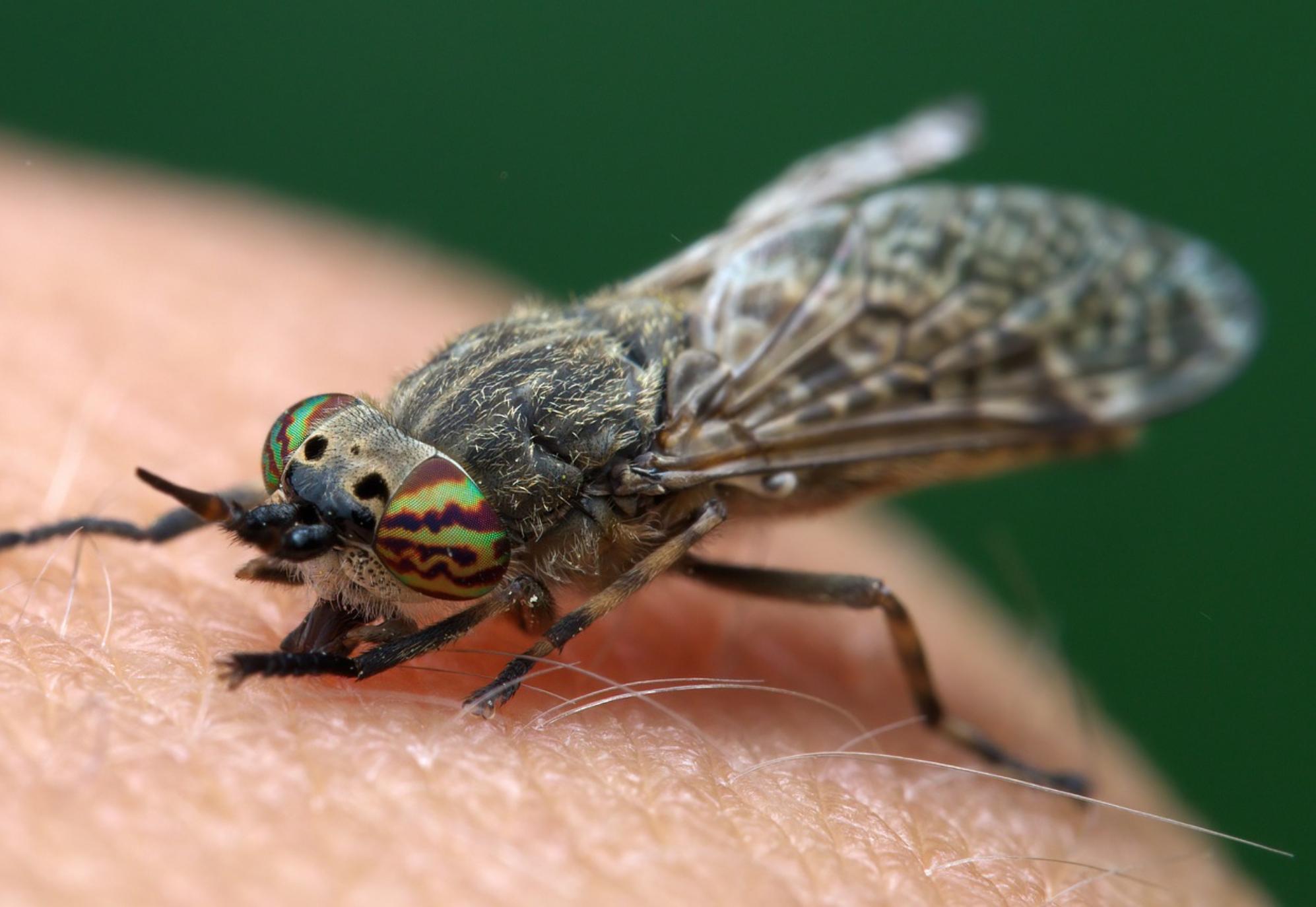 Αλογόμυγες: Ποιοι είναι κίνδυνοι και οι αρρώστιες που μεταφέρουν με το τσίμπημα τους – Πως να απαλλαγείτε οριστικά