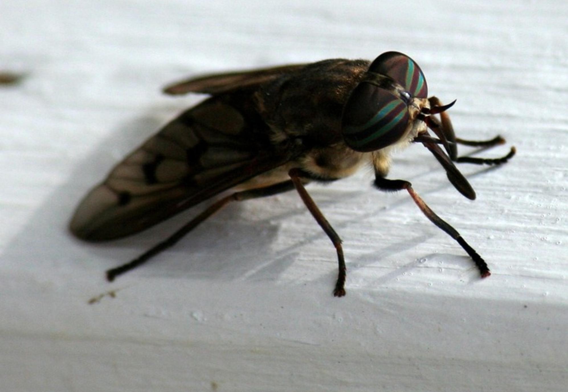 Αλογόμυγες: Ποιοι είναι κίνδυνοι και οι αρρώστιες που μεταφέρουν με το τσίμπημα τους – Πως να απαλλαγείτε οριστικά