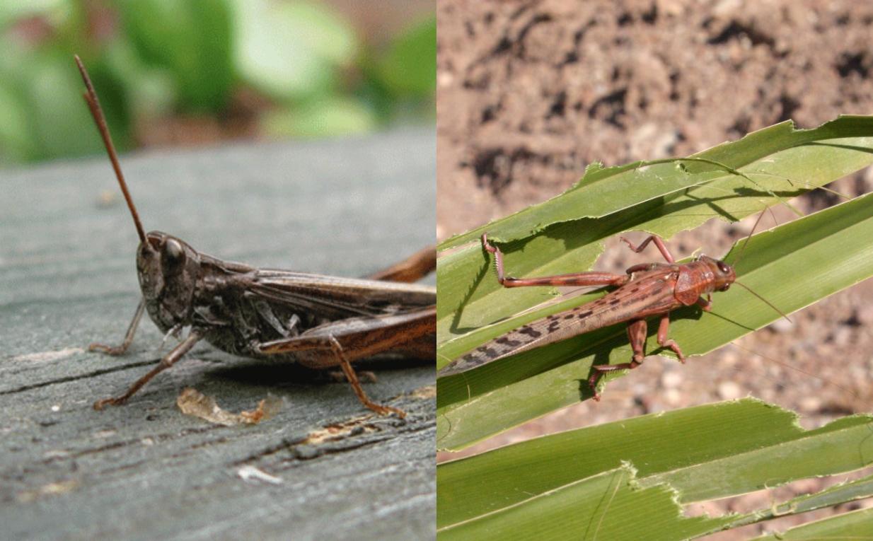 Ακρίδες στον κήπο το μπαλκόνι και γύρω από το σπίτι: Οι κίνδυνοι από το τσίμπημα και πως να τις διώξετε μια και καλή