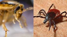 Χειμωνιάτικα έντομα στο σπίτι: Δείτε ποια είναι και πως να τα διώξετε οριστικά