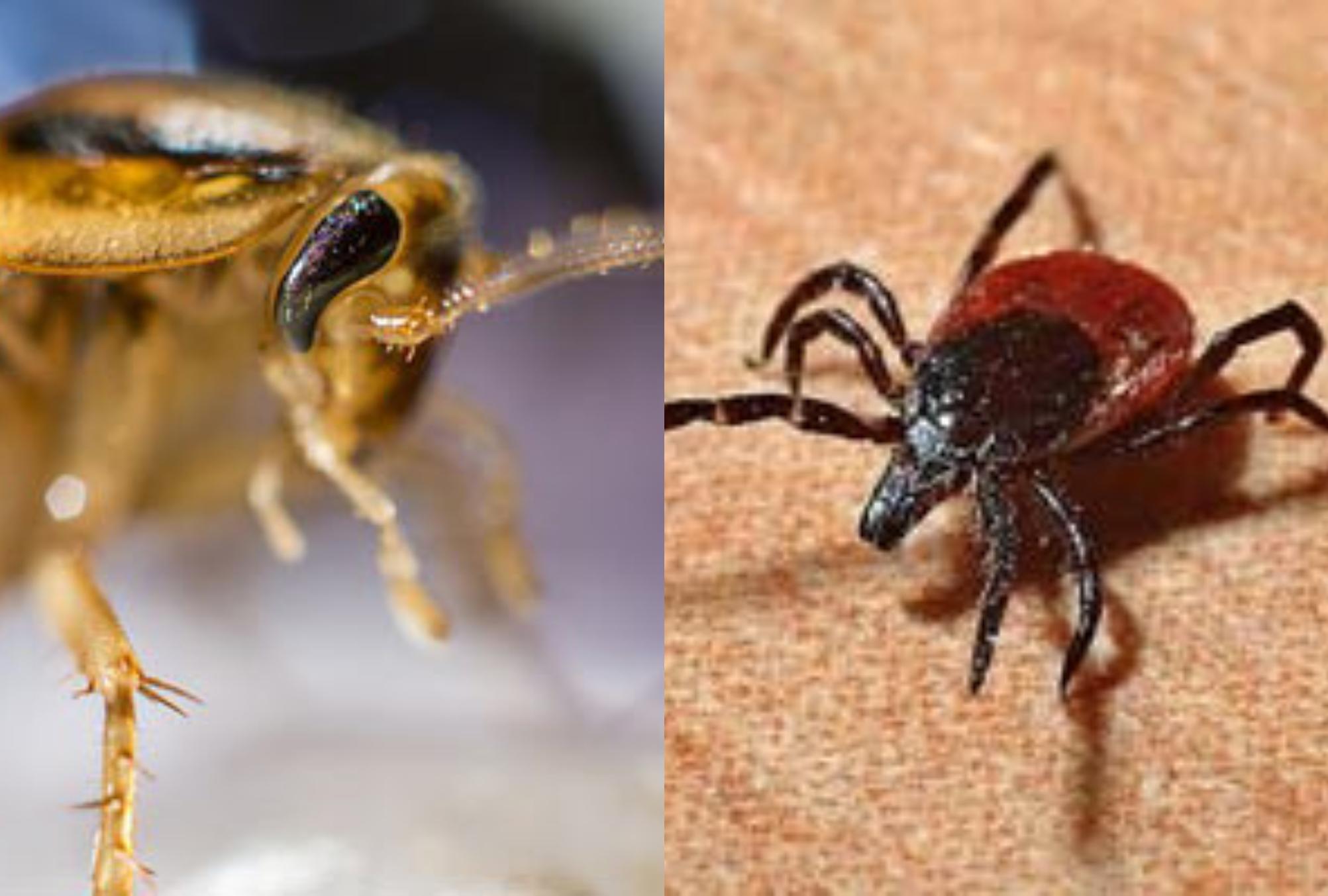 Χειμωνιάτικα έντομα στο σπίτι: Δείτε ποια είναι και πως να τα διώξετε οριστικά